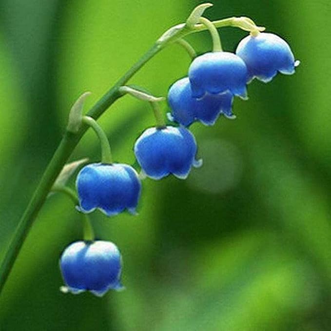 Blue Lily of the Valley Seeds, Rare and Elegant Perennial Flowers for Your Garden