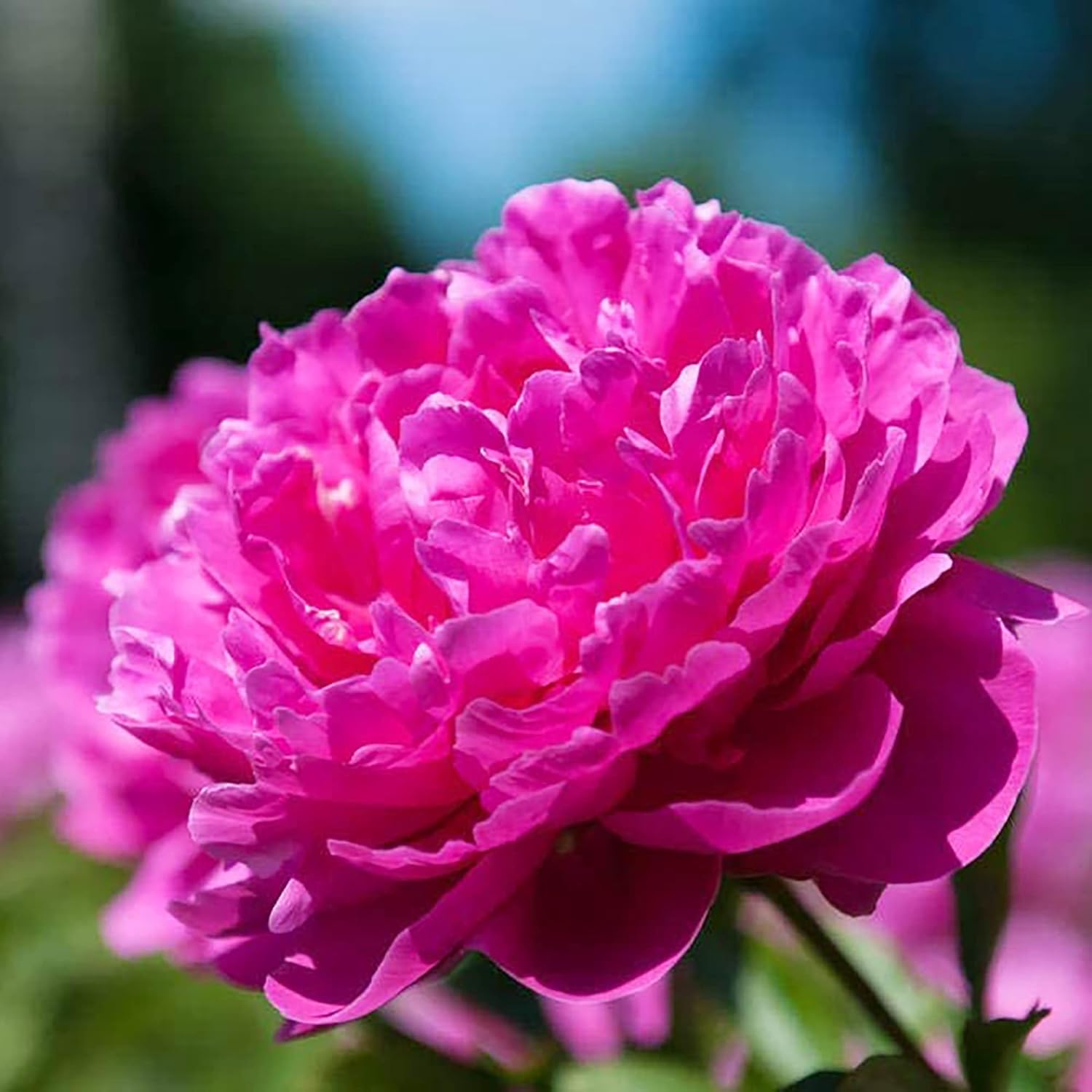 Pfingstrosensamen, beliebte mehrjährige Blütepflanze mit großen duftenden Blüten für Gärten und Blumenarrangements – 50 Stück