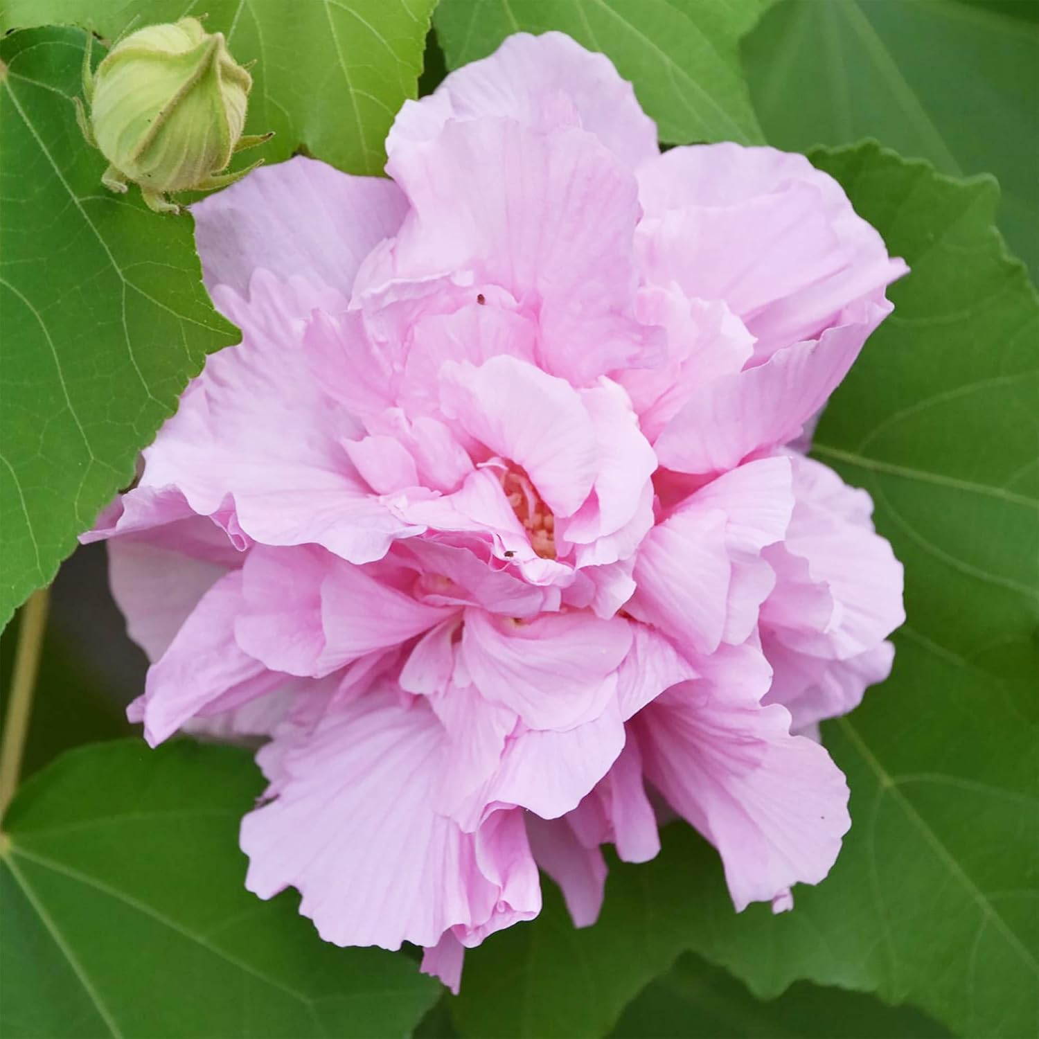 Graines de fleurs d'Hibiscus Mutabilis à planter – Rose confédérée Fleurs doubles roses brillantes