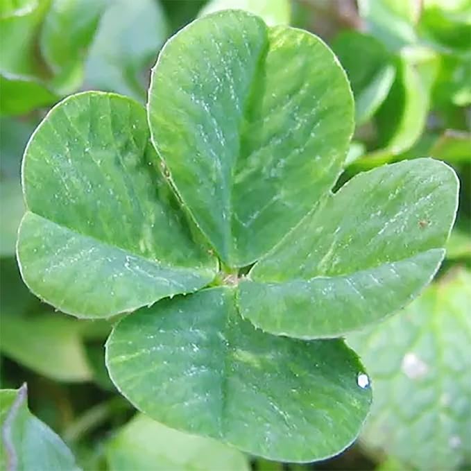 YEGAOL Garden Four Leaf Clover Seeds  Ornamental Ground Cover for Indoor And Outdoor, Potted Garden Grass