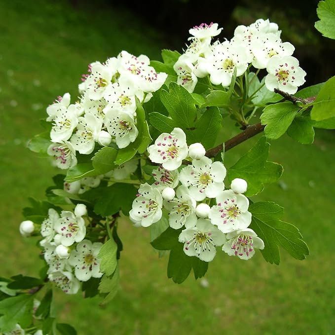 English Hawthorn Seeds - Common Hawthorn Deciduous Tree or Shrub, Ornamental & Edible Fruit for Garden