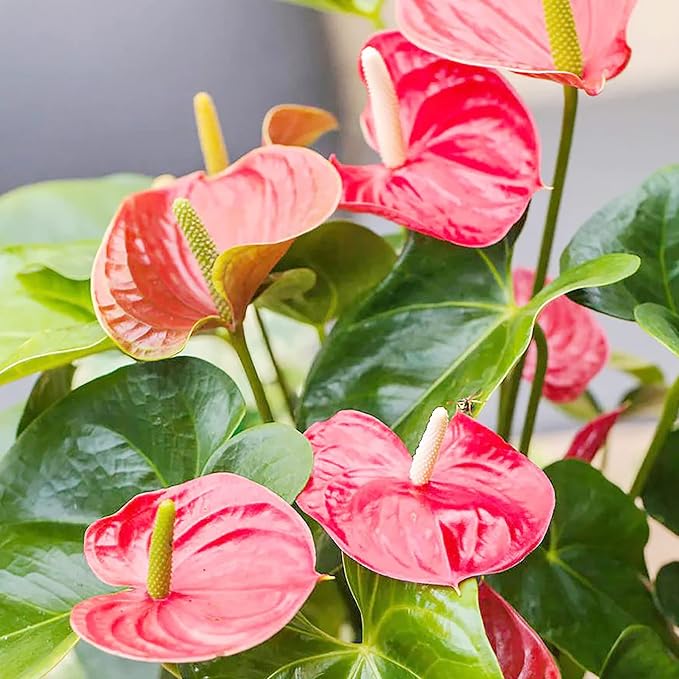 Anthurium Flamingo Flower Seeds  Perennial, Evergreen, Low Maintenance, Showy Cut Flowers for Indoor  Outdoor Containers