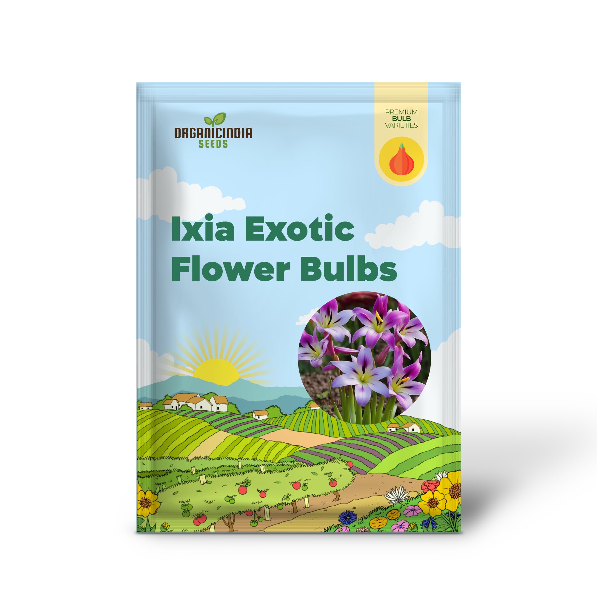 Ixia Exotic Flower Bulbs, Great for Borders or Containers (3 Bulbs for Planting)
