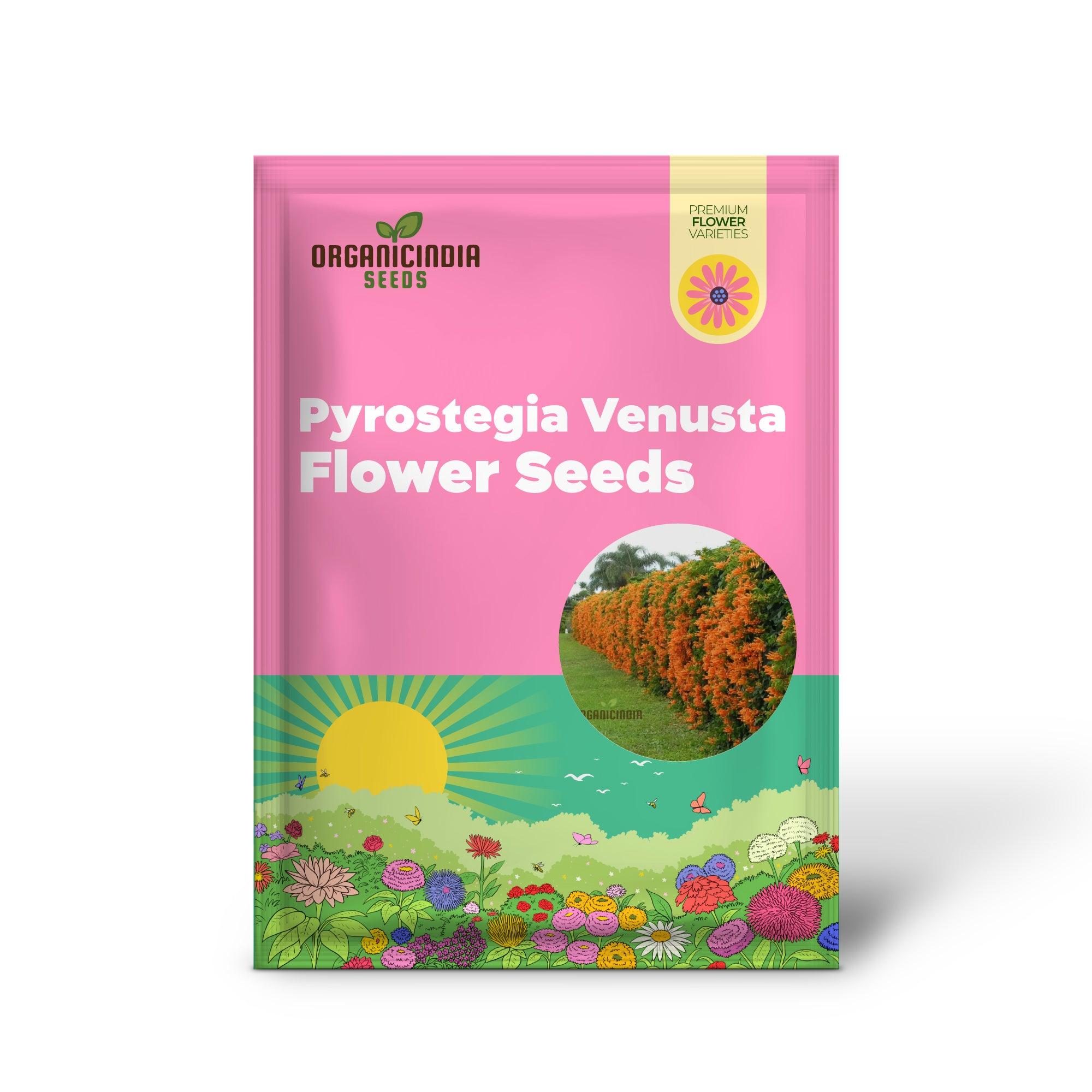 Orange Pyrostegia Venusta Flower Seeds for Gardening And Planting