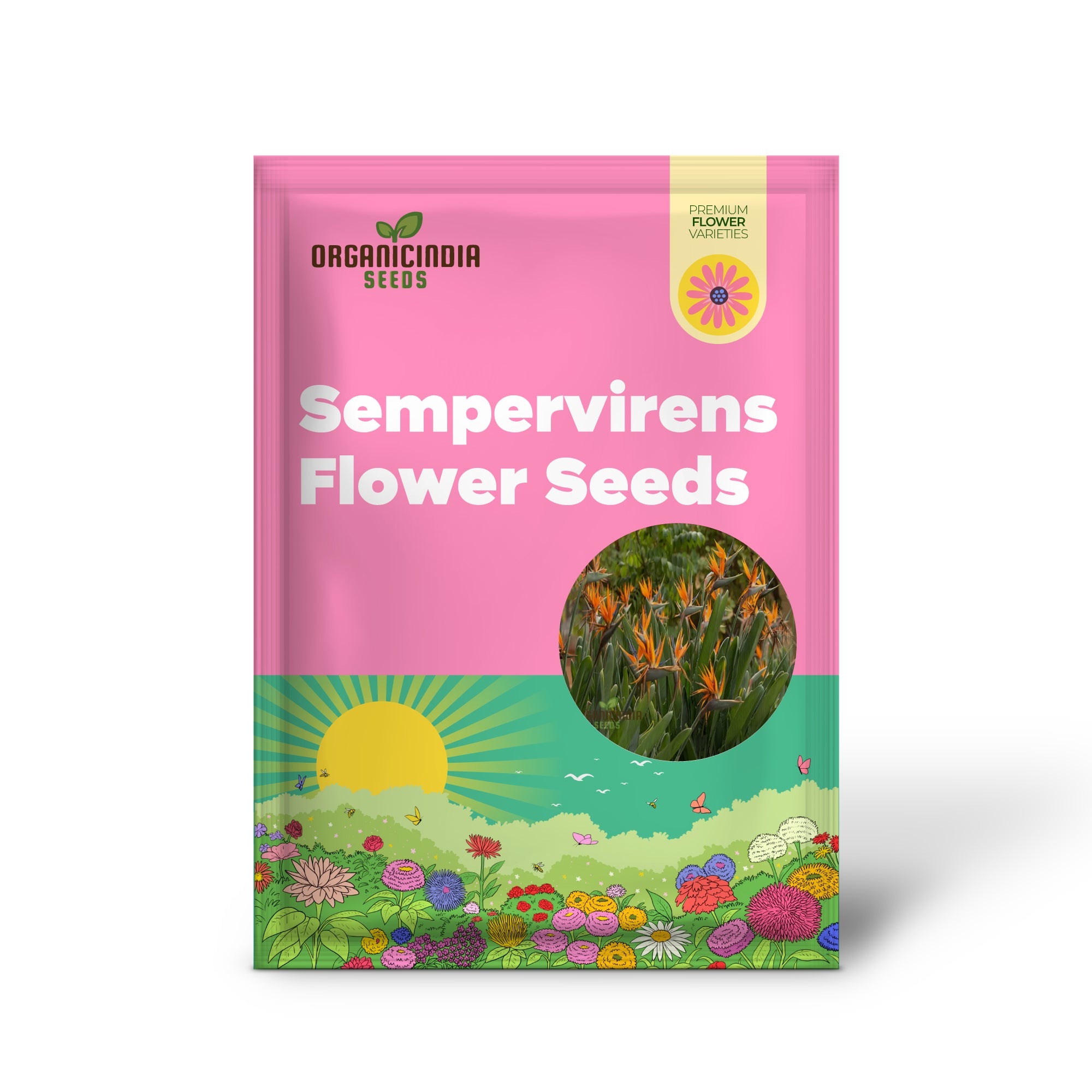 Premium-Buchsbaum-Pflanzensamen (Buxus sempervirens) für Gartenliebhaber – perfekt für üppig grüne Hecken und Formgehölze – langlebige, hochwertige Samen für schöne Gärten