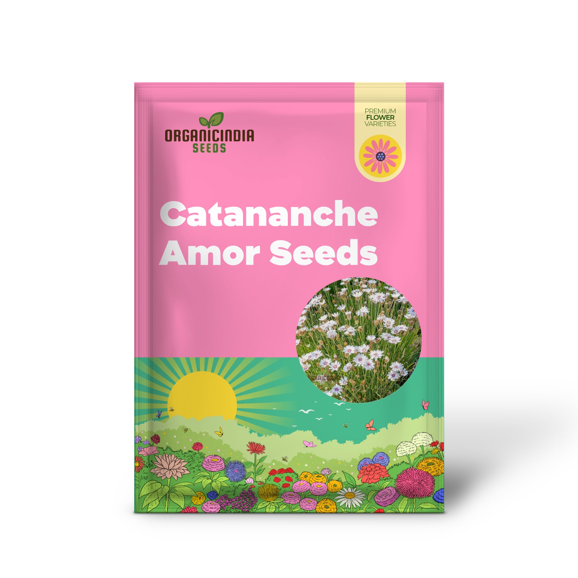 Catananche Amor weiße Samen – Züchten Sie elegante und reinweiße Catananche-Blumen in Ihrem Garten