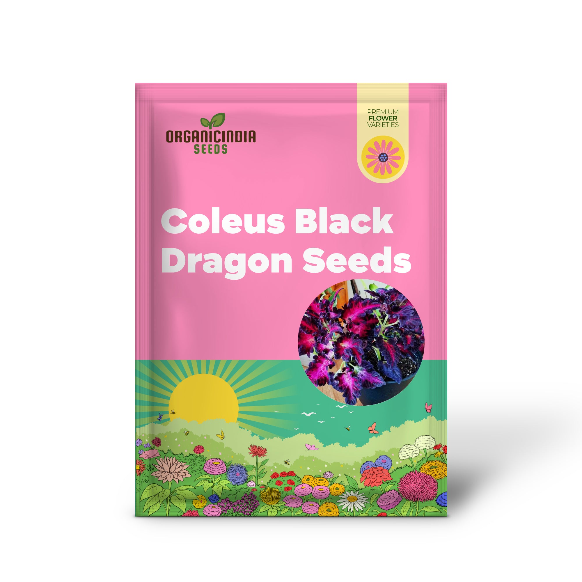 Coleus Black Dragon Seeds Elevate Your Gardening with Striking, Dark-Hued Beauty