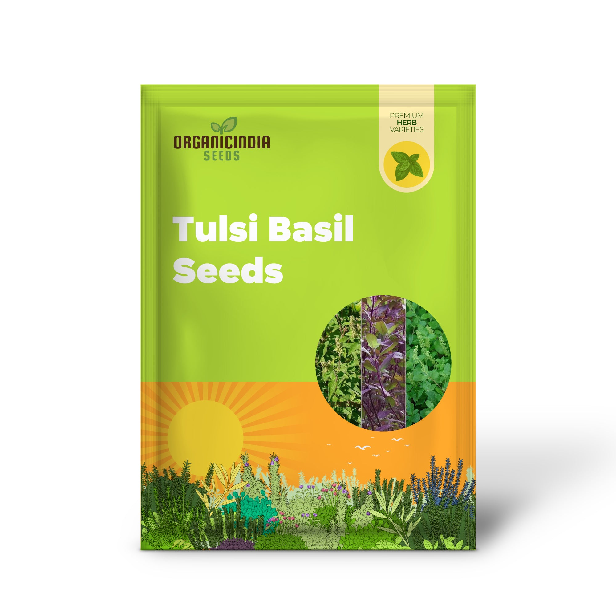 Green Leaf Tulsi Basil Seeds for planting- Premium Organic Herb for Home Gardening | Aromatic, Medicinal, and Culinary Delight