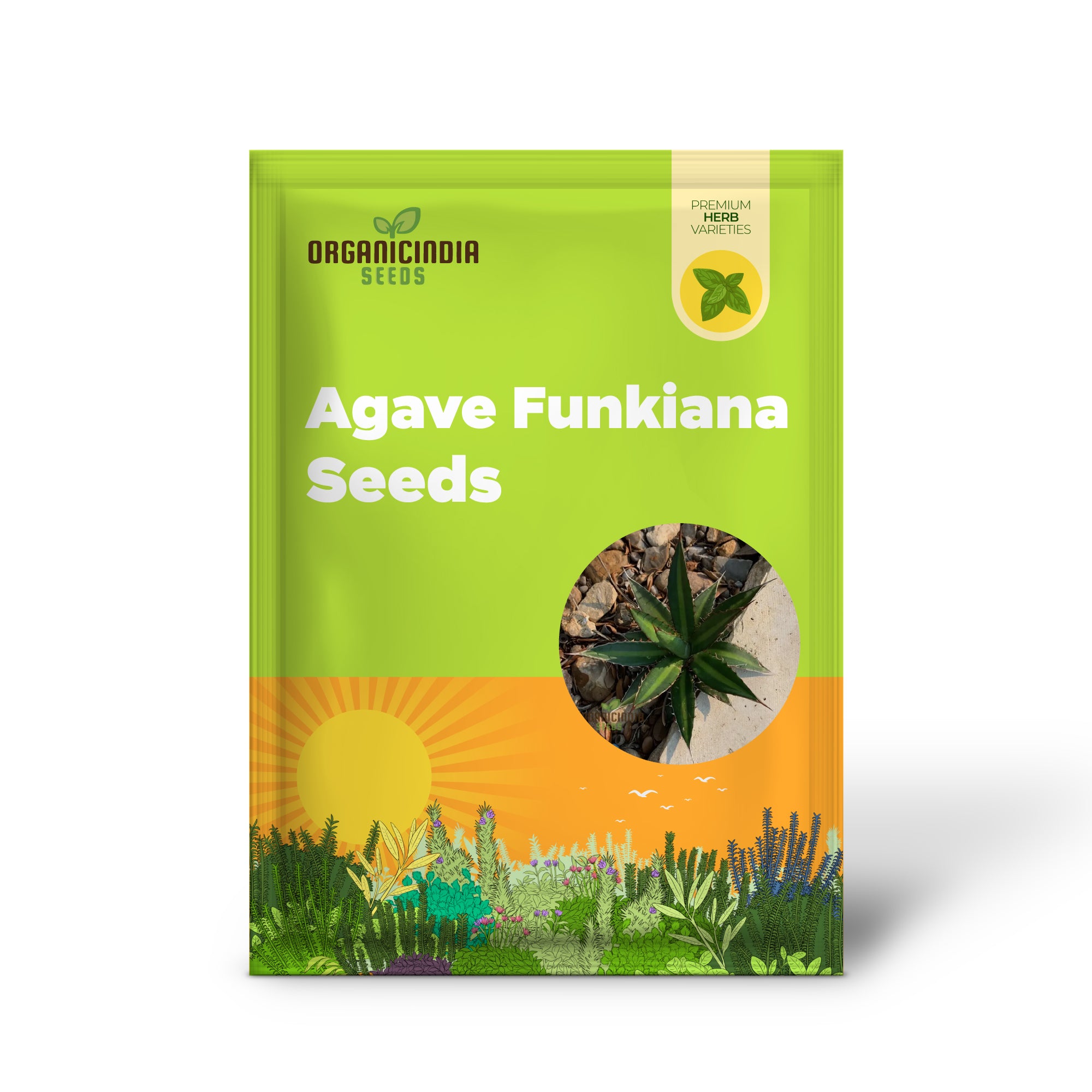 Agave funkiana Seeds for Planting ,Cultivating Striking Foliage with Expert Planting and Gardening