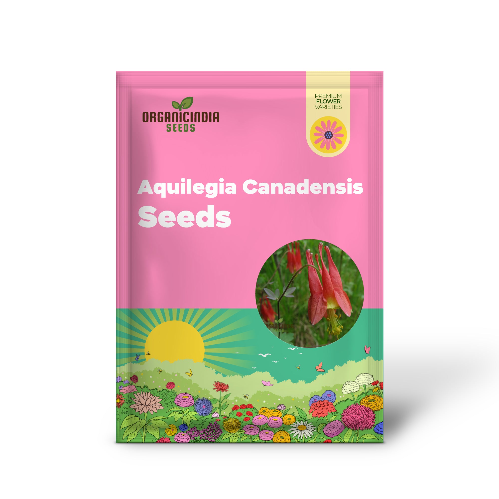Aquilegia Canadensis Seeds - Hardy Columbine Perennial Gardening Seeds