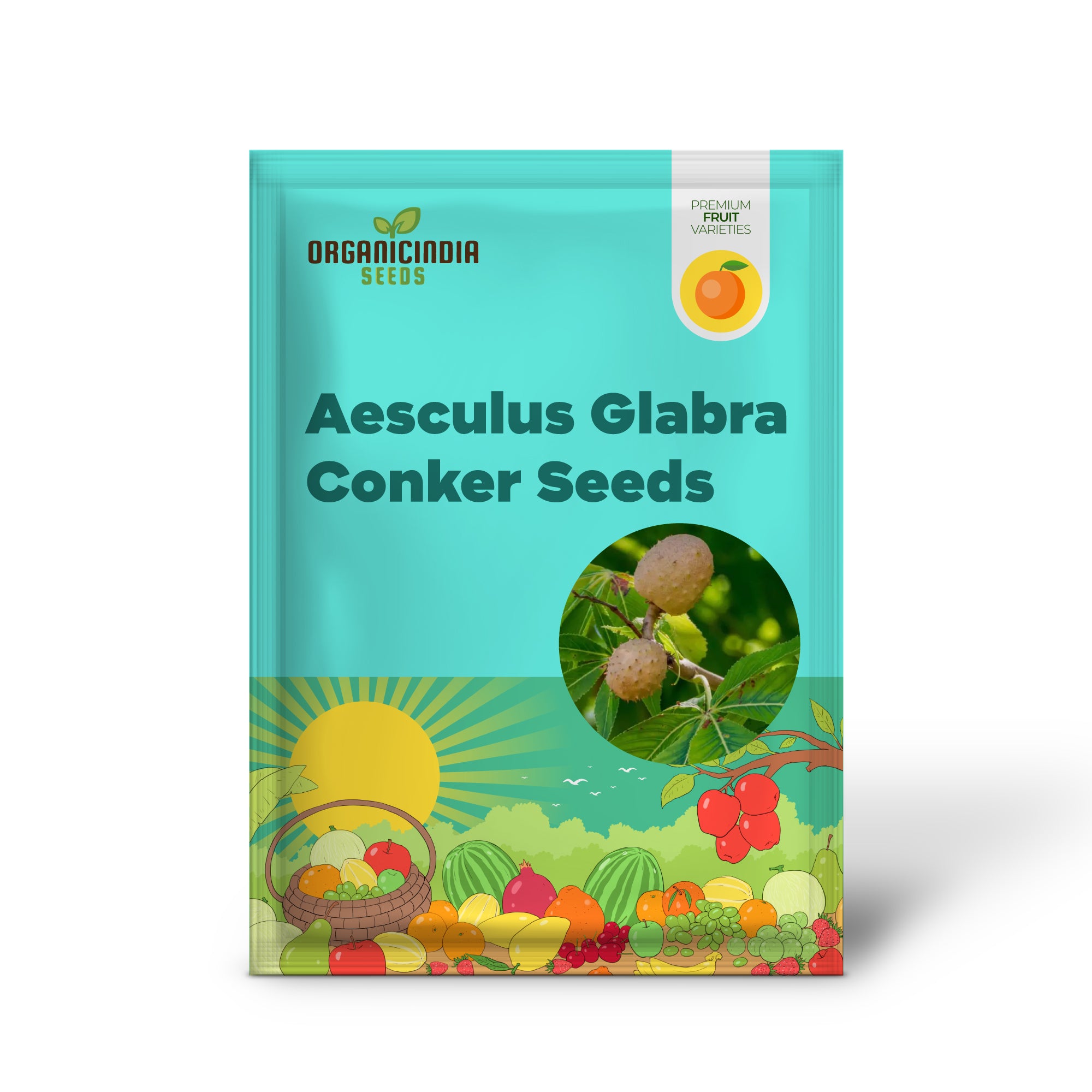 Aesculus Glabra (Buckeye) Conker Seeds - Ideal for Planting and Gardening