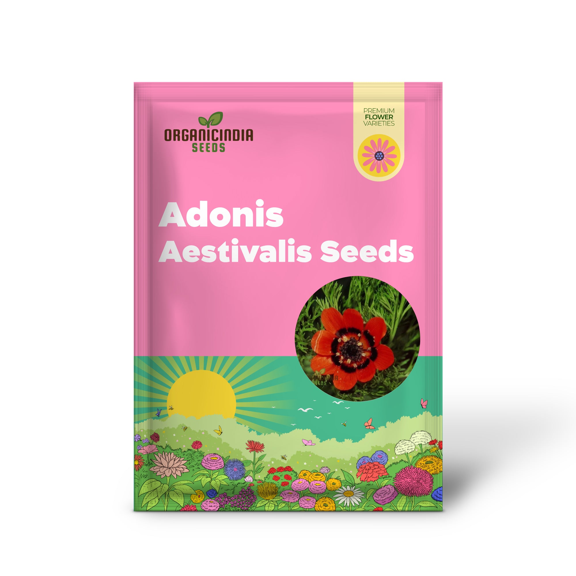 Adonis Aestivalis Seeds, Summer Pheasant's-Eye Beauty for Your Garden