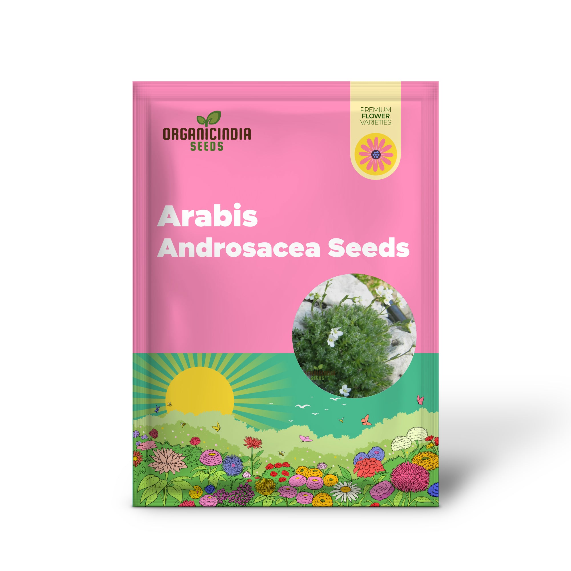 Arabis Androsacea Seeds - Gardening Perennials for Beautiful Ground Cover - Buy Online
