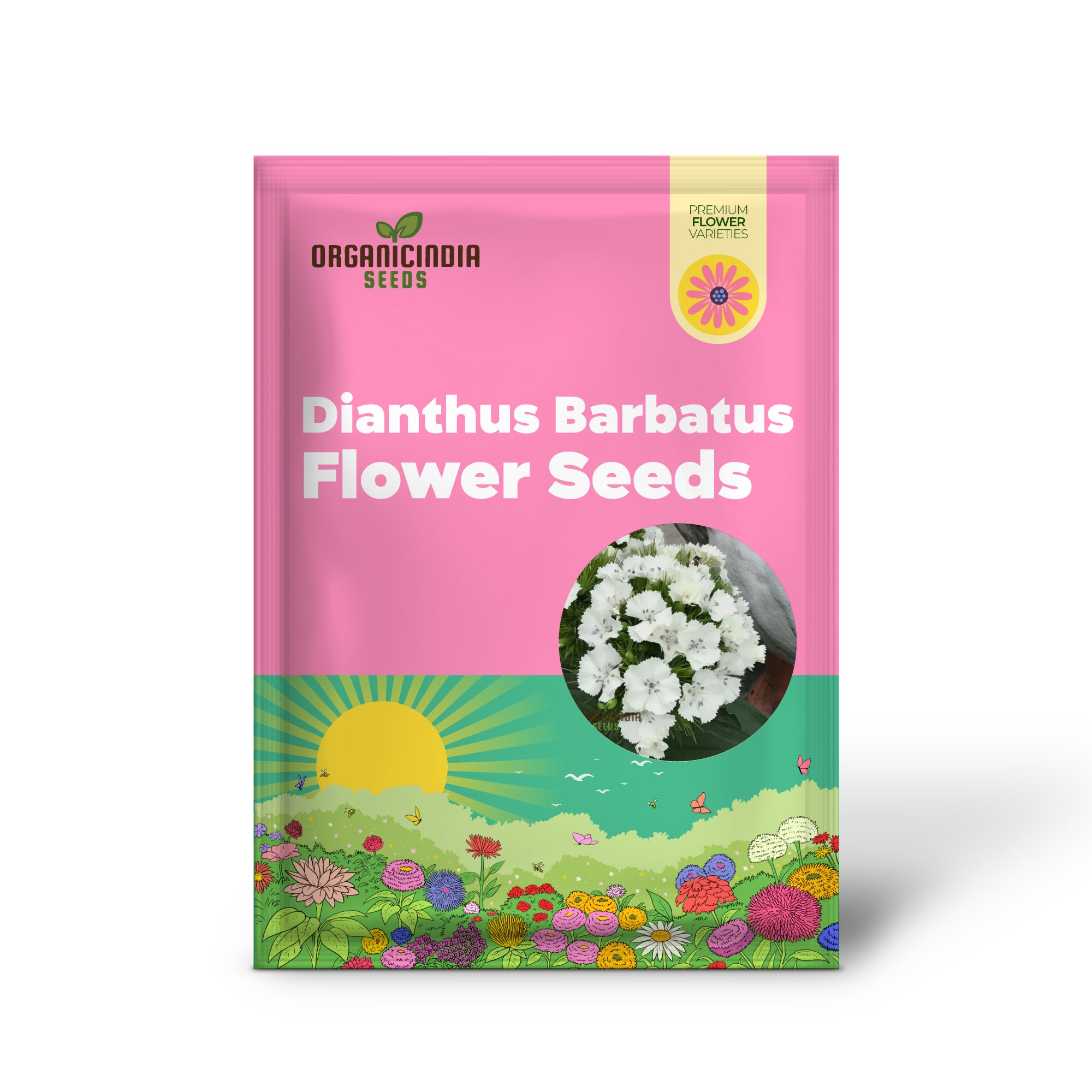 Dianthus Barbatus White Flower Seeds For Planting, Elegant Additions to Your Garden