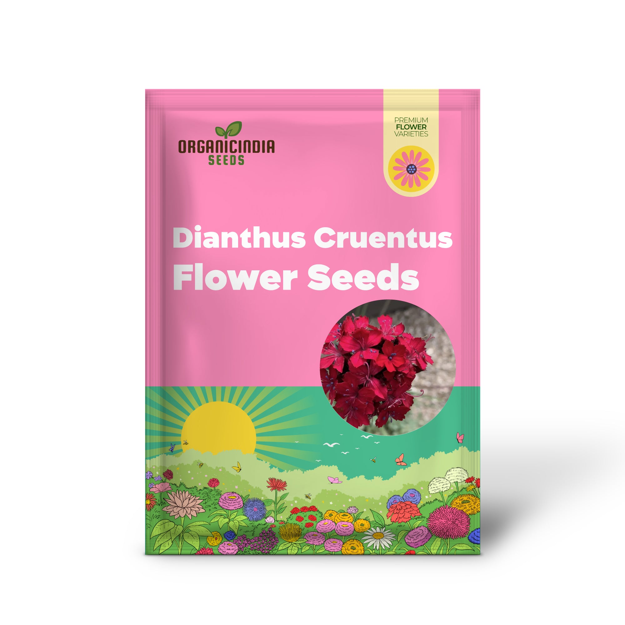 Dianthus Cruentus Flower Seeds For Planting, Bold and Beautiful Blooms for Your Garden