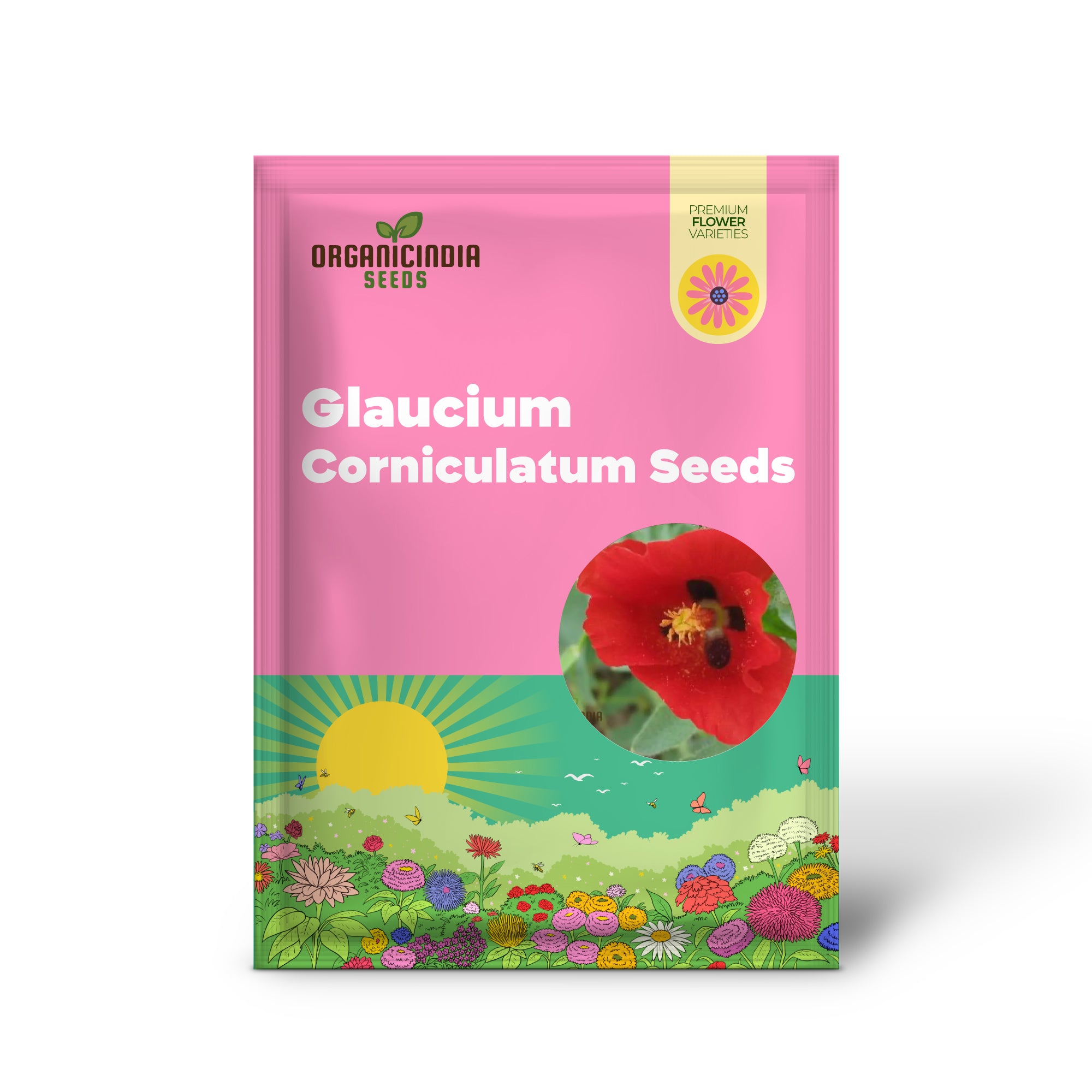 Glaucium Corniculatum Seeds - Hardy Perennial for Your Garden | Buy Rare Gardening Plants Online