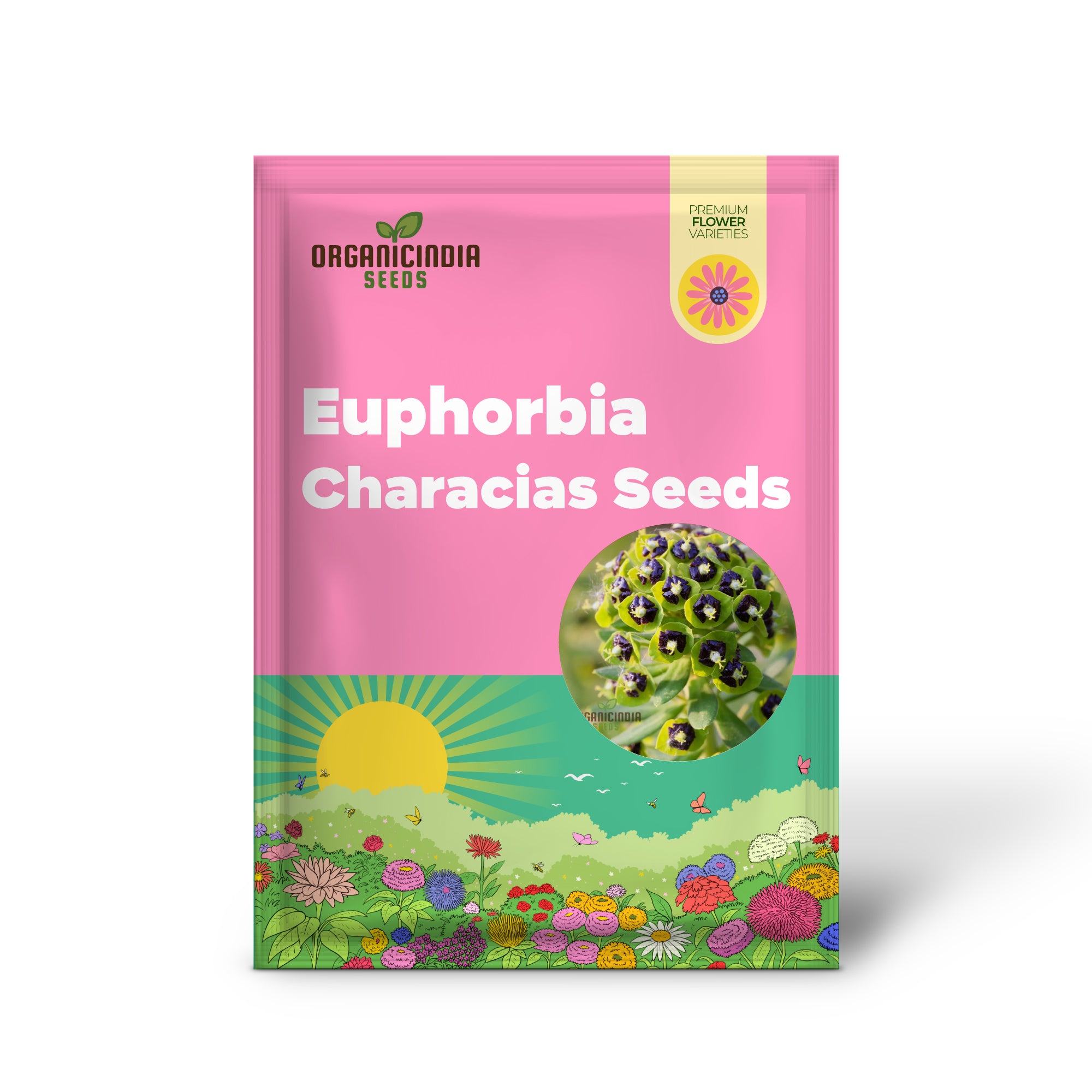 Graines d'Euphorbia Characias 'Dwarf Black Pearl' - Instructions de plantation incluses