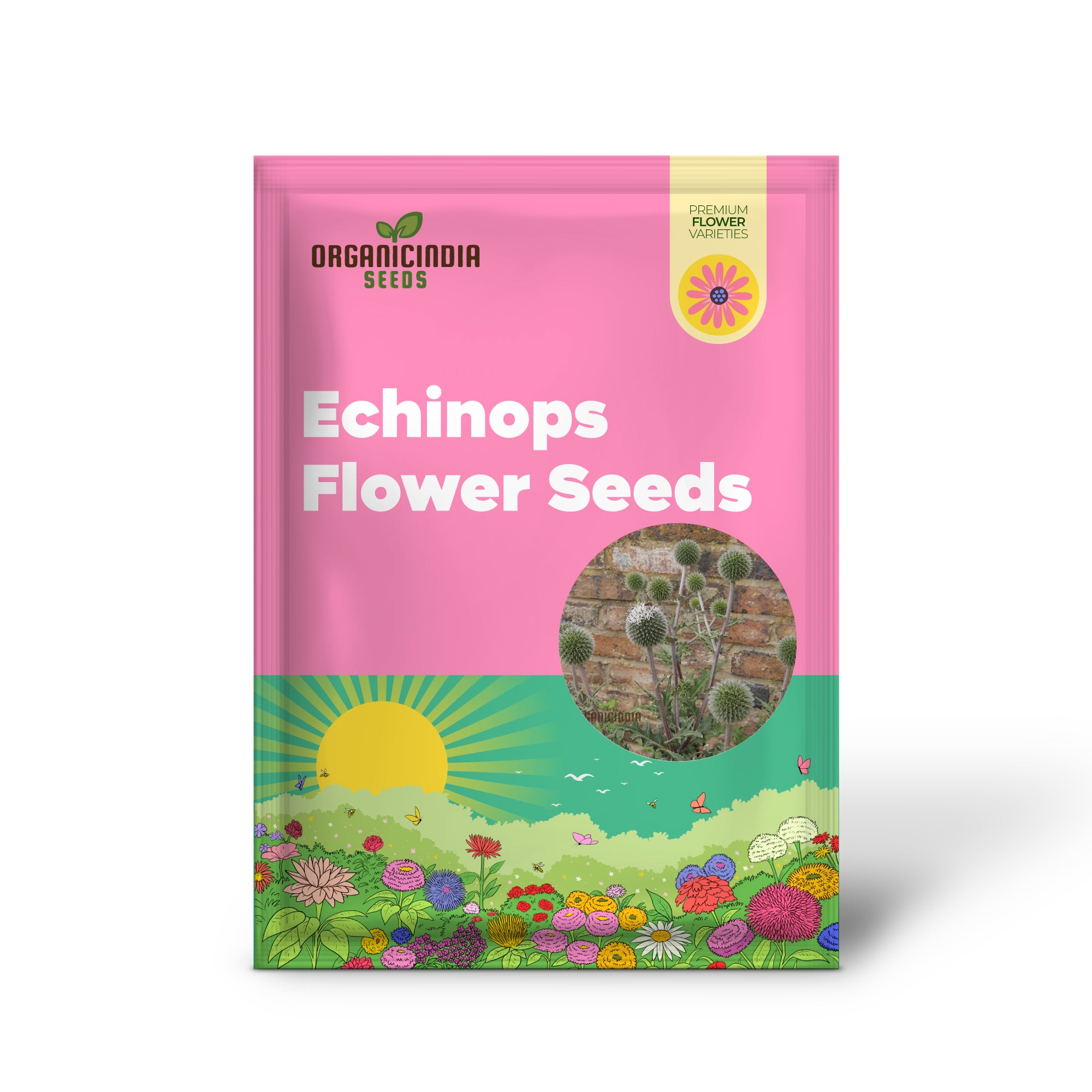 Graines de fleurs Echinops Tienshanica 'Blue Glow', graines biologiques de qualité supérieure pour la plantation
