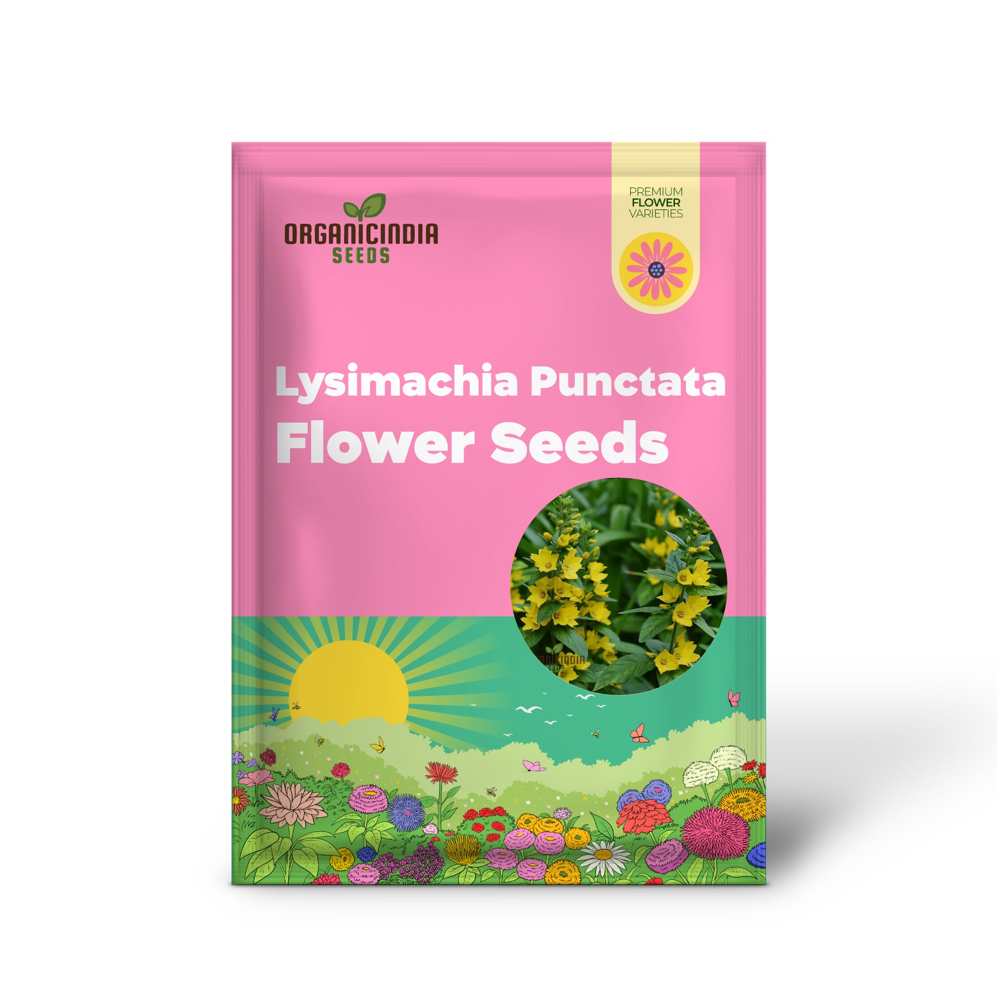 Graines de fleurs de Lysimachia Punctata, fleurs de jardin vibrantes et résistantes, graines de qualité supérieure pour le jardinage