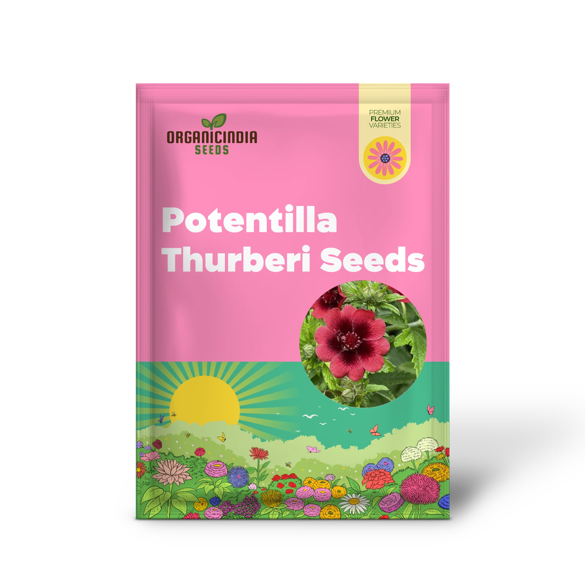 Graines de Potentilla Thurberi 'Monarch's Velvet' à planter, des fleurs aux couleurs riches pour votre jardin