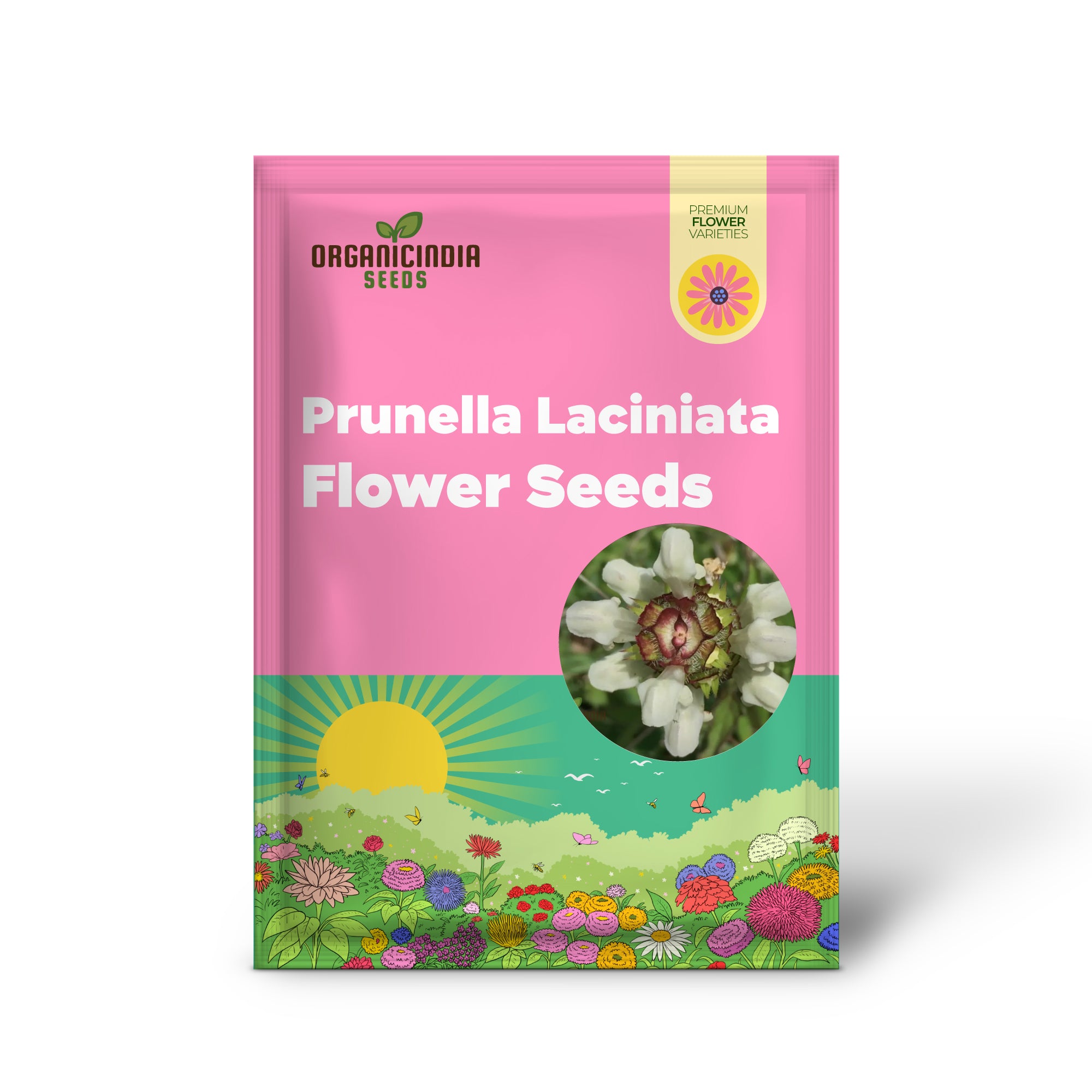 Graines de fleurs de Prunella Laciniata à planter, ajoutant une texture et une beauté uniques à votre jardin