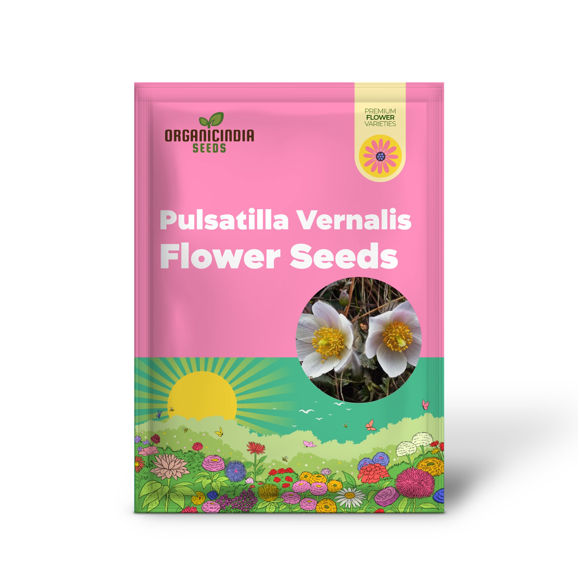 Graines de fleurs de Pulsatilla Vernalis à planter, floraison au début du printemps pour un jardin dynamique
