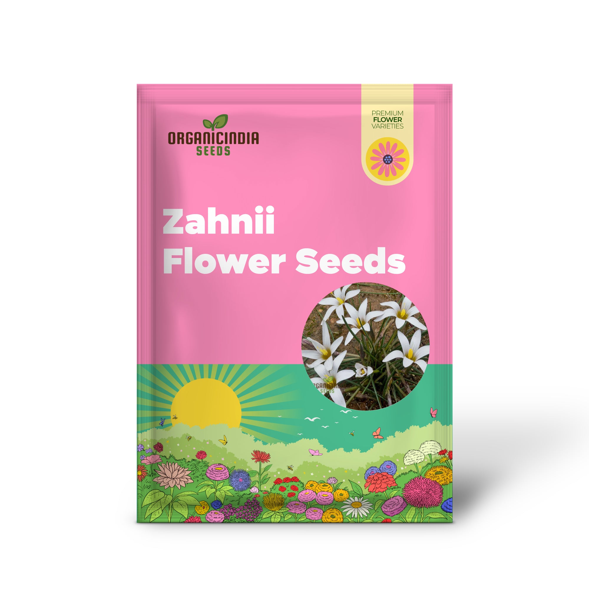 Graines de fleurs de Romulea Zahnii à planter, cultiver des fleurs rares et élégantes pour votre jardin