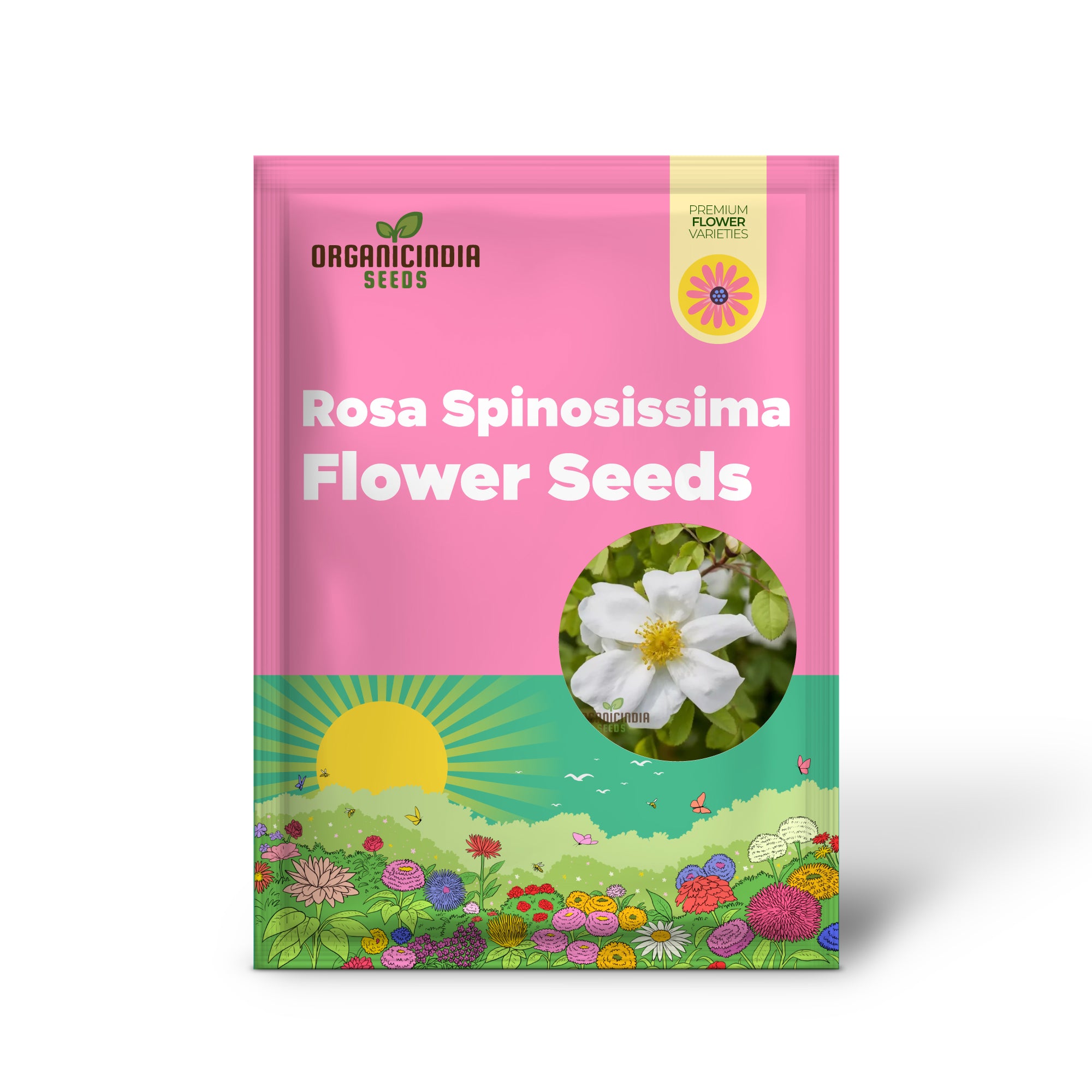 Graines de fleurs de Rosa Spinosissima à planter, comment faire pousser de magnifiques roses sauvages robustes avec des conseils d'experts pour la plantation, l'entretien et le succès du jardinage