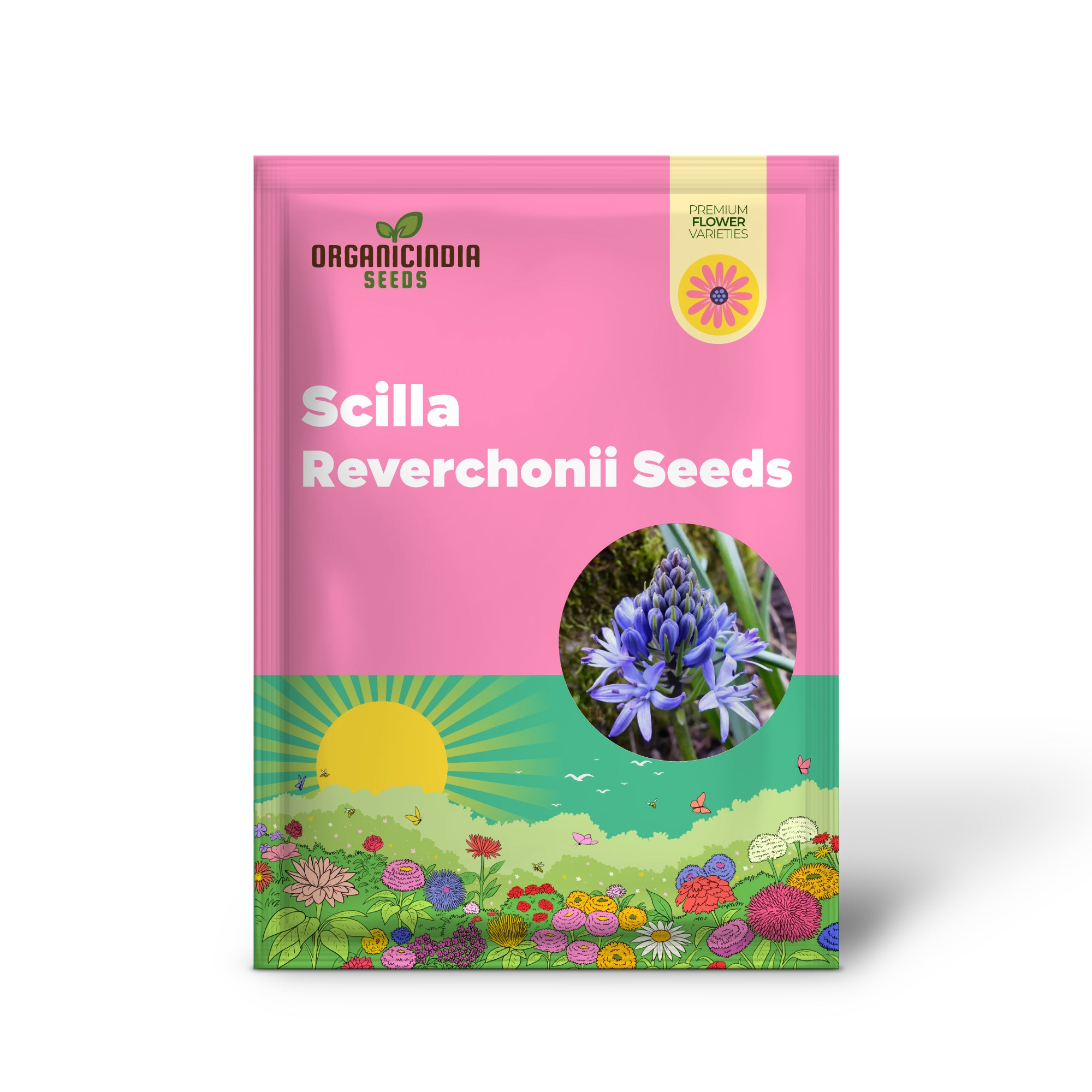 Scilla Peruviana Seeds - Exquisite Peruvian Squill Bulb Flowers for Gardening Enthusiasts