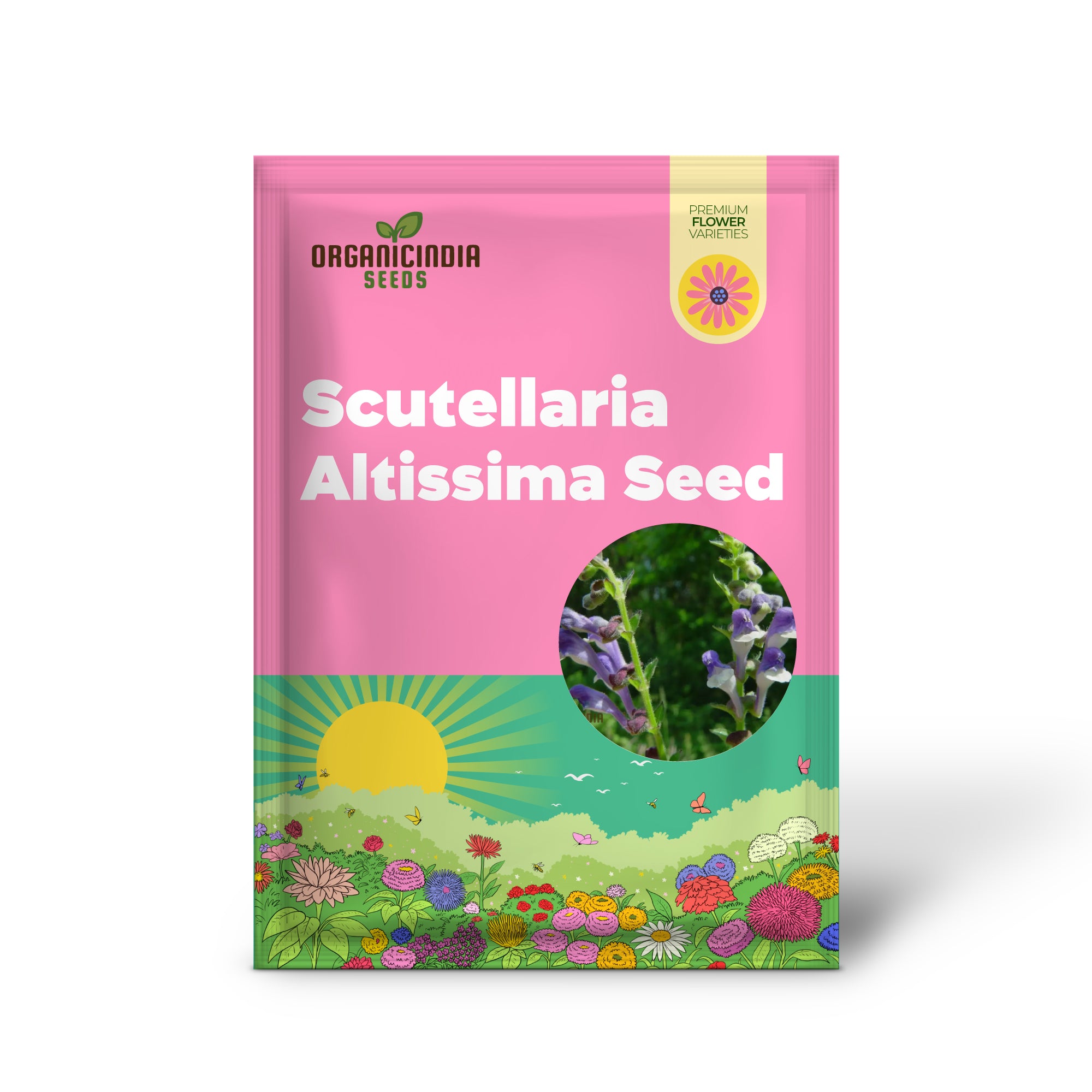 Graines de Scutellaria Altissima – Plante herbacée vivace rare pour les amateurs de jardinage et les herboristes