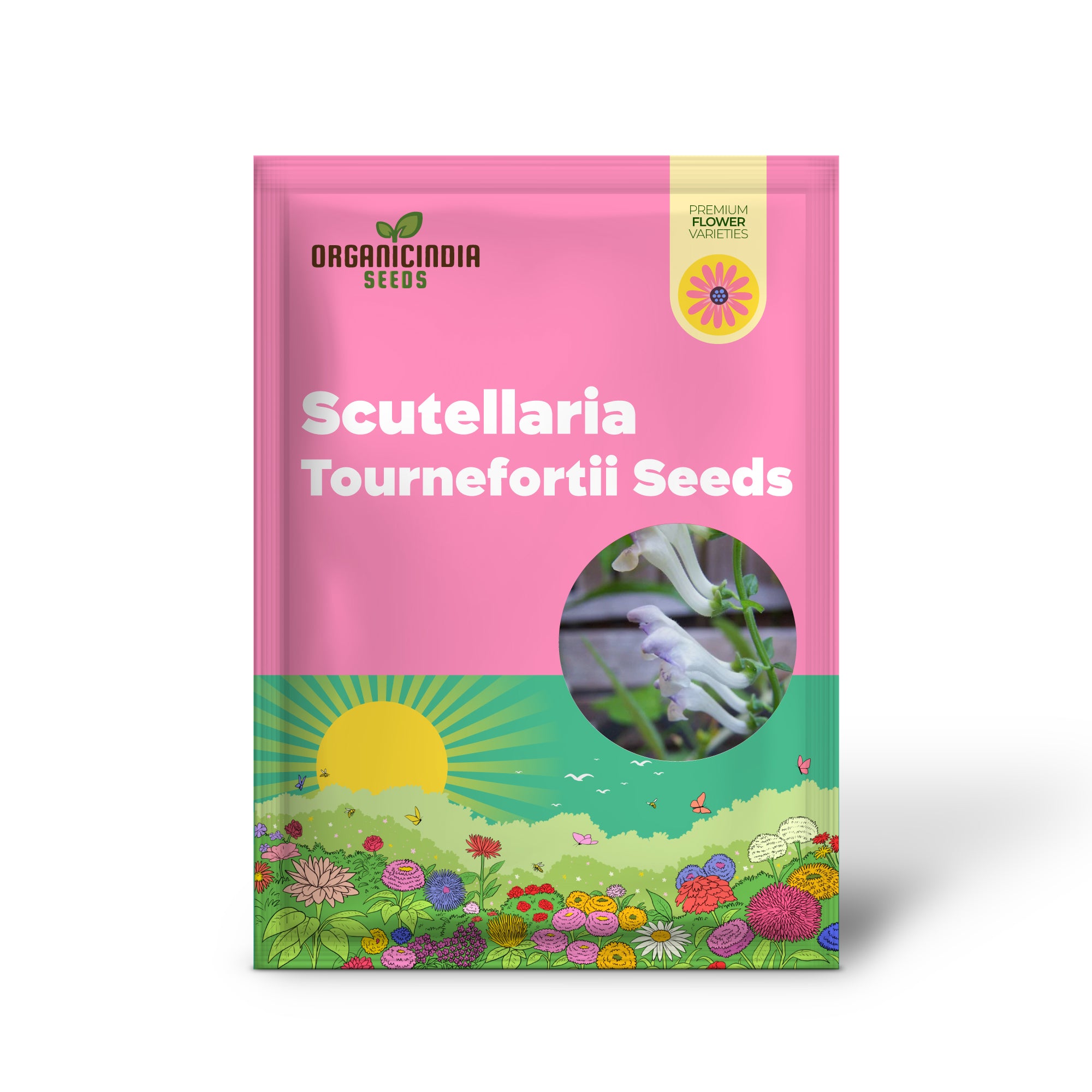 Graines de Scutellaria Tournefortii pour le jardinage | Qualité supérieure