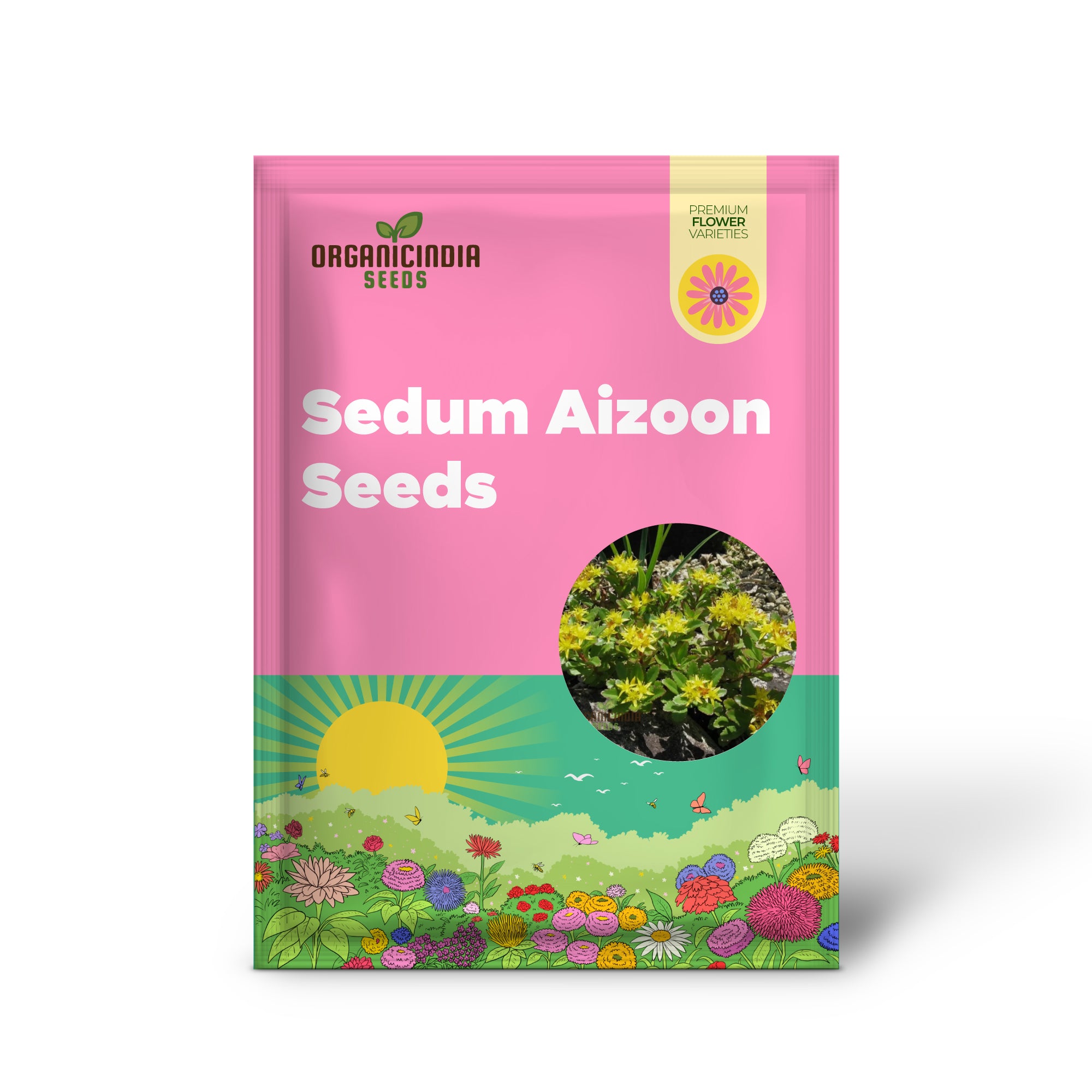 Graines de Sedum Aizoon à planter