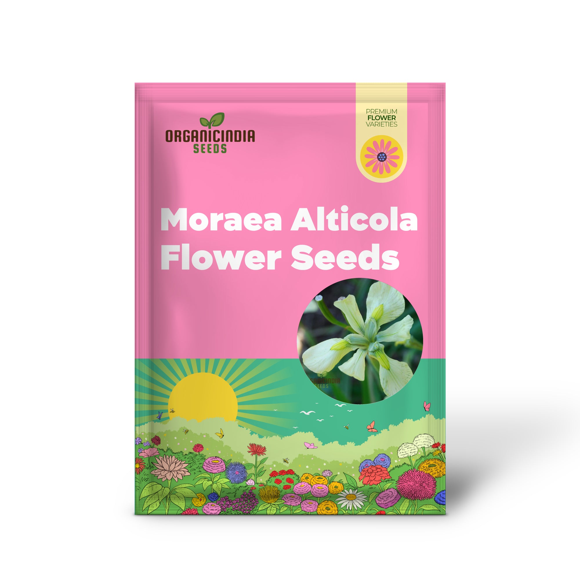Graines de fleurs de Moraea Alticola à planter, graines de qualité supérieure pour le jardinage