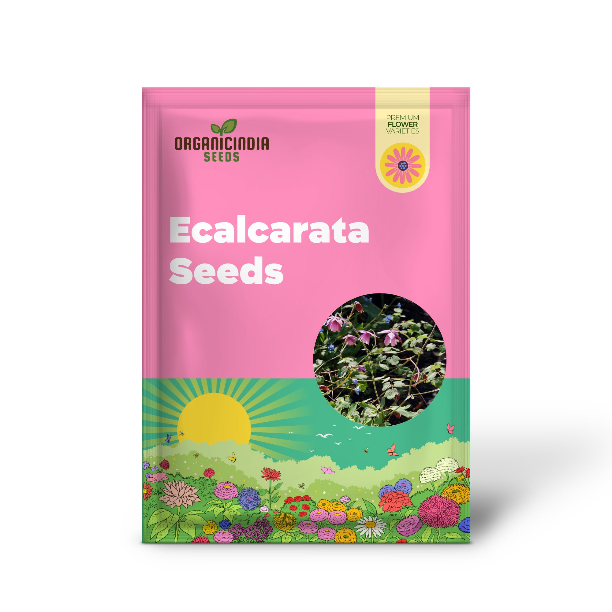 Semiaquilegia Ecalcarata Seeds - Premium Gardening Perennial Flower Seeds for Beautiful Gardens