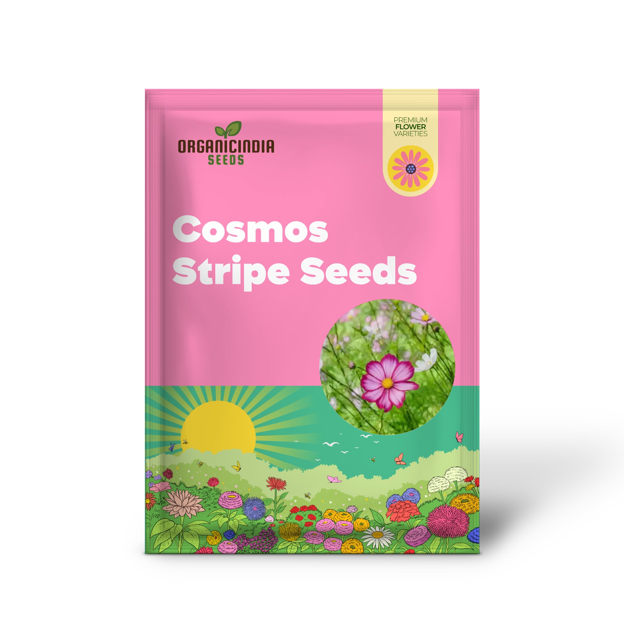 Cosmos Candy stripe Seeds - Vibrant Flowers for Planting Enthusiasts