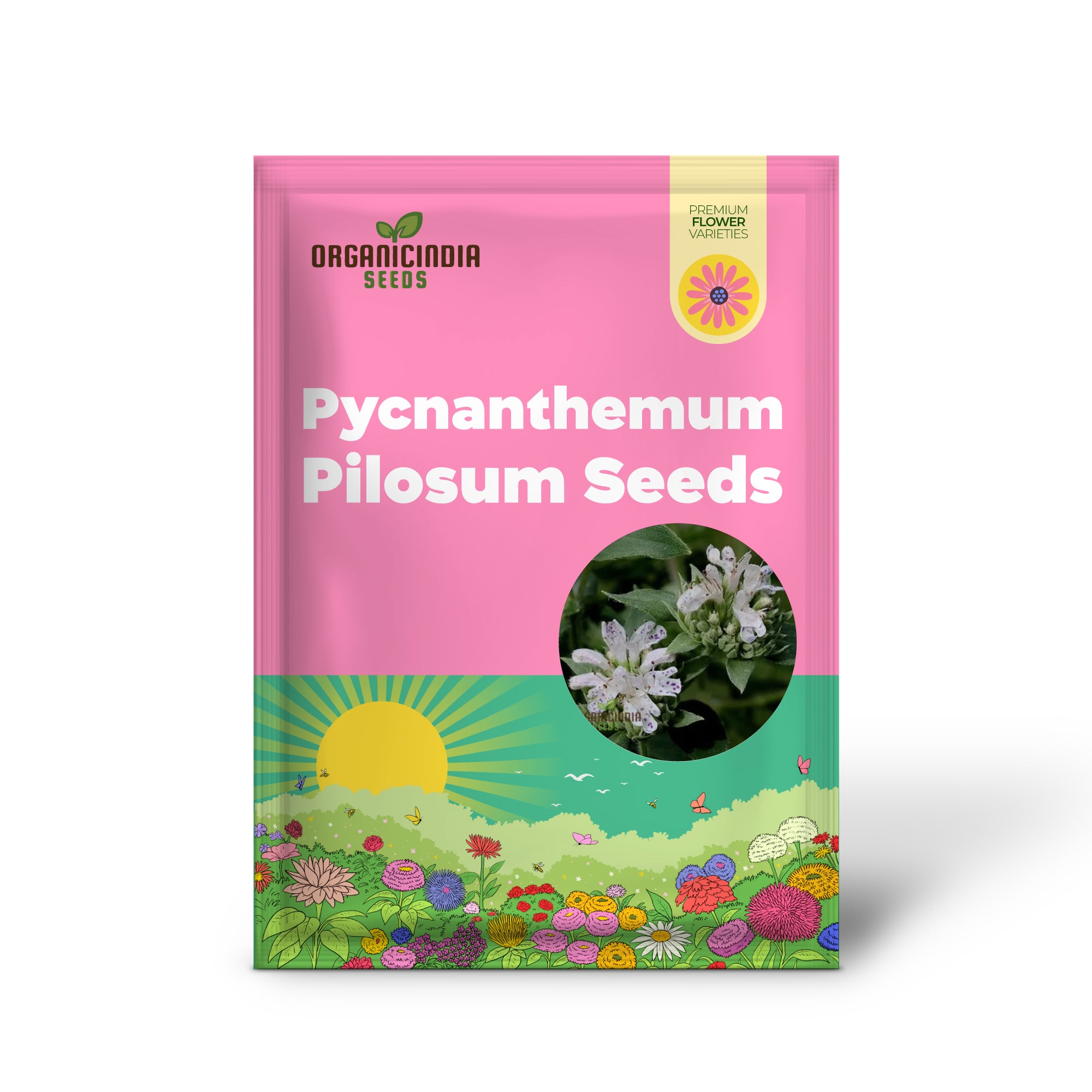 Mountain Mint (Pycnanthemum pilosum) Seeds - Fragrant Herb for Pollinators - Grow Your Own Medicinal Garden - Organic Gardening Supplies