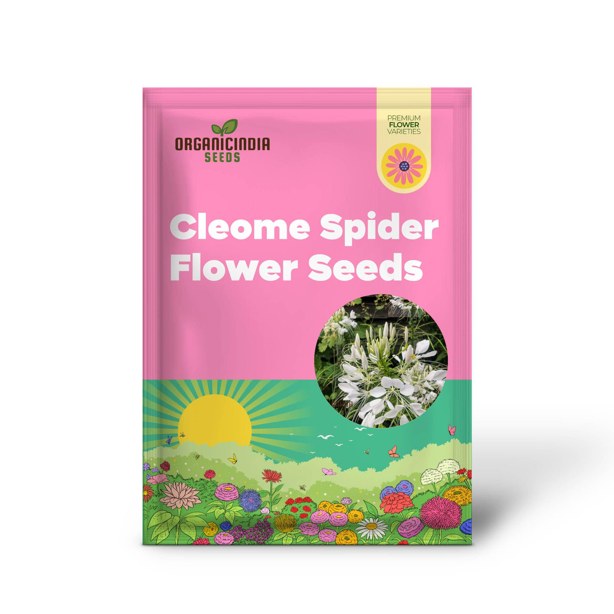 Graines de Cléome/Fleur d'araignée blanches à planter, guide de culture pour de belles fleurs blanches