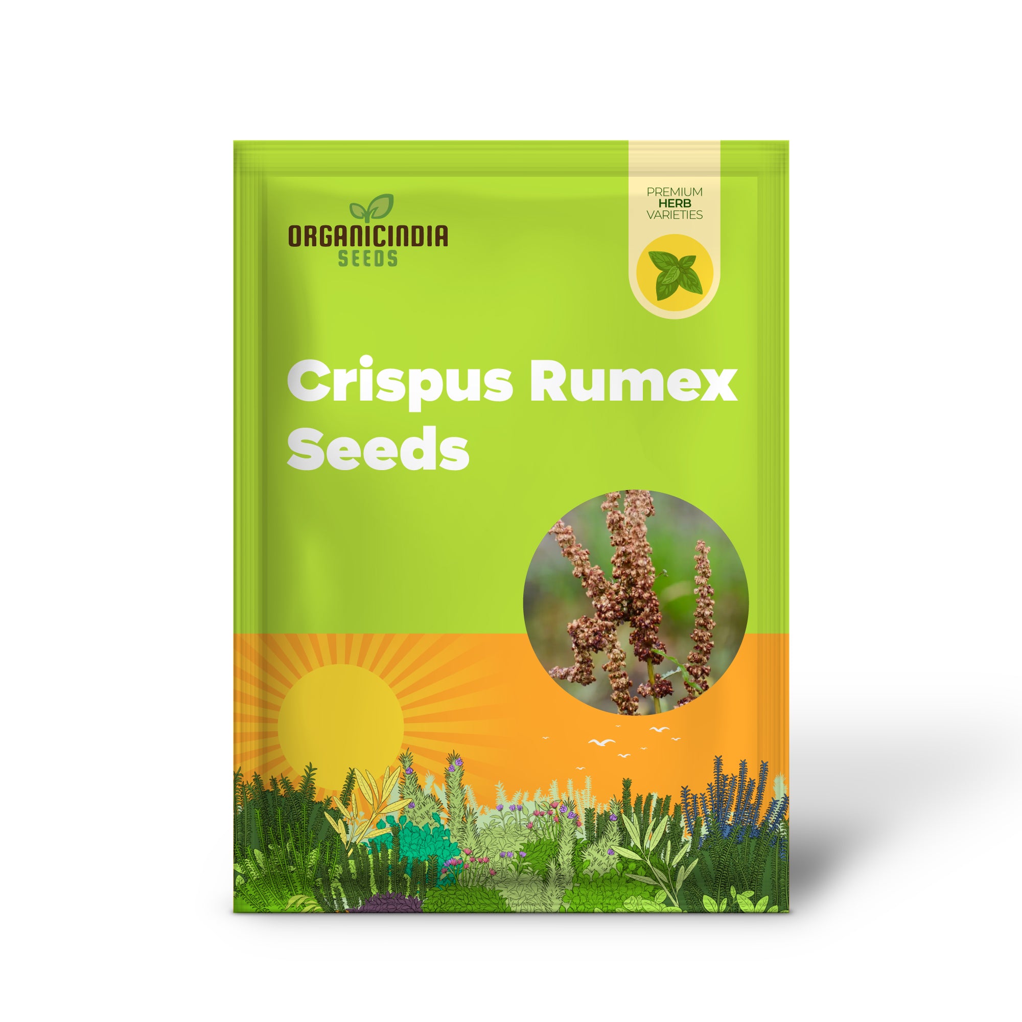 Crispus Rumex ( Curly Dock, Yellow Basin) Seeds for Planting 100 pcs