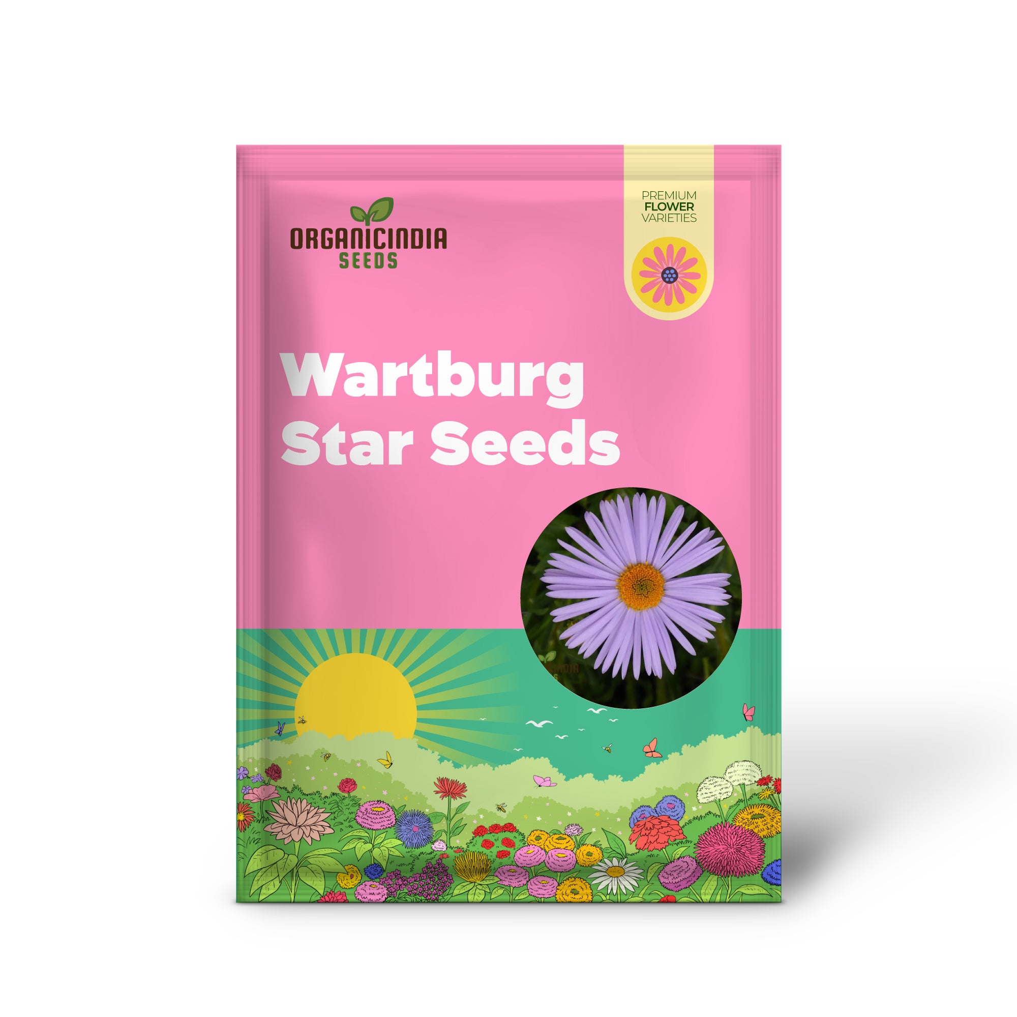 Aster Tongolensis Wartburg Star Seeds, Planting, 100 pcs