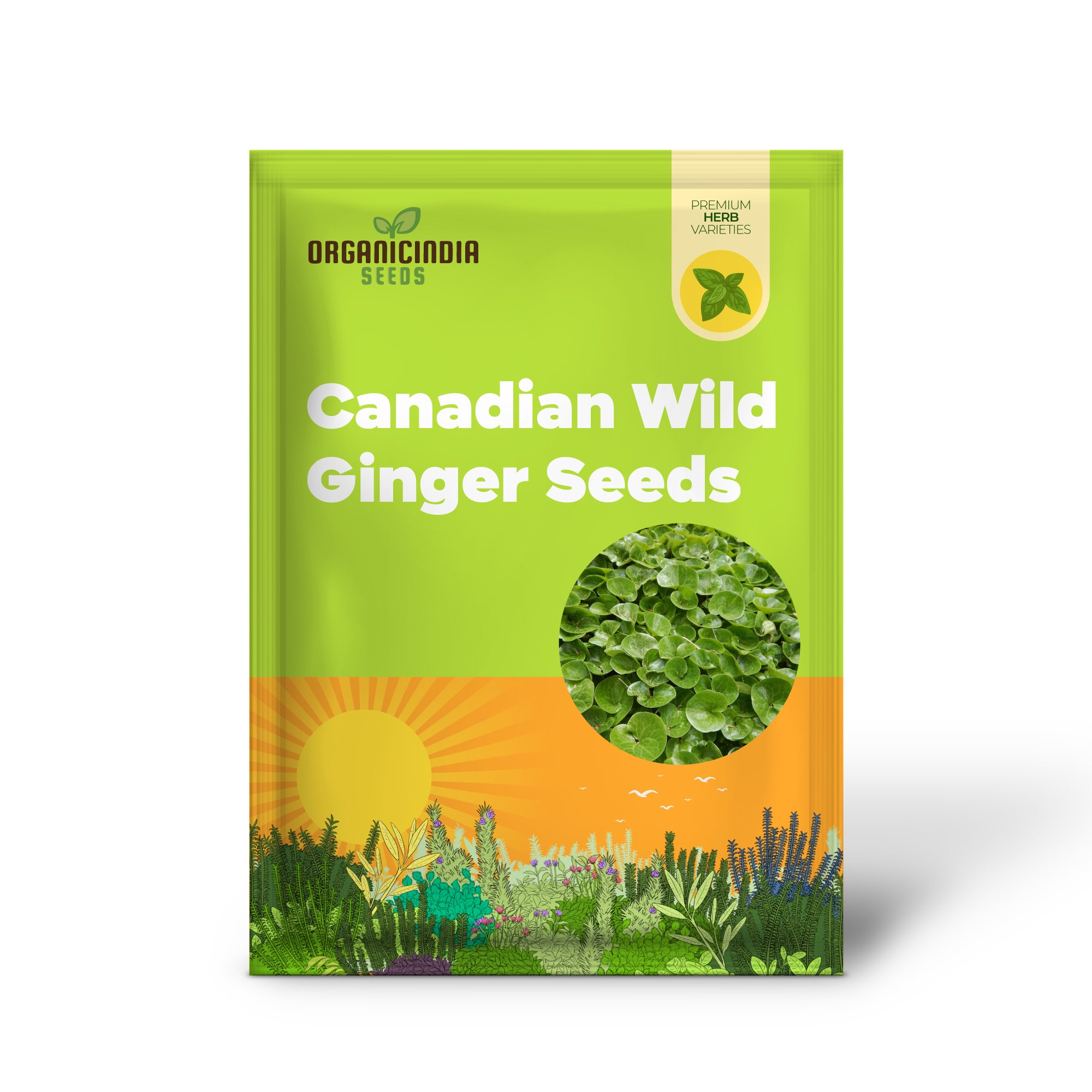 Kanadischer Wildingwer Samen | Asarum Canadense | Mehrjährige Kräutersamen mit attraktivem Laub | Niedrig wachsender Bodendecker für Gärten | Bepflanzung im Freien | 25 Stück