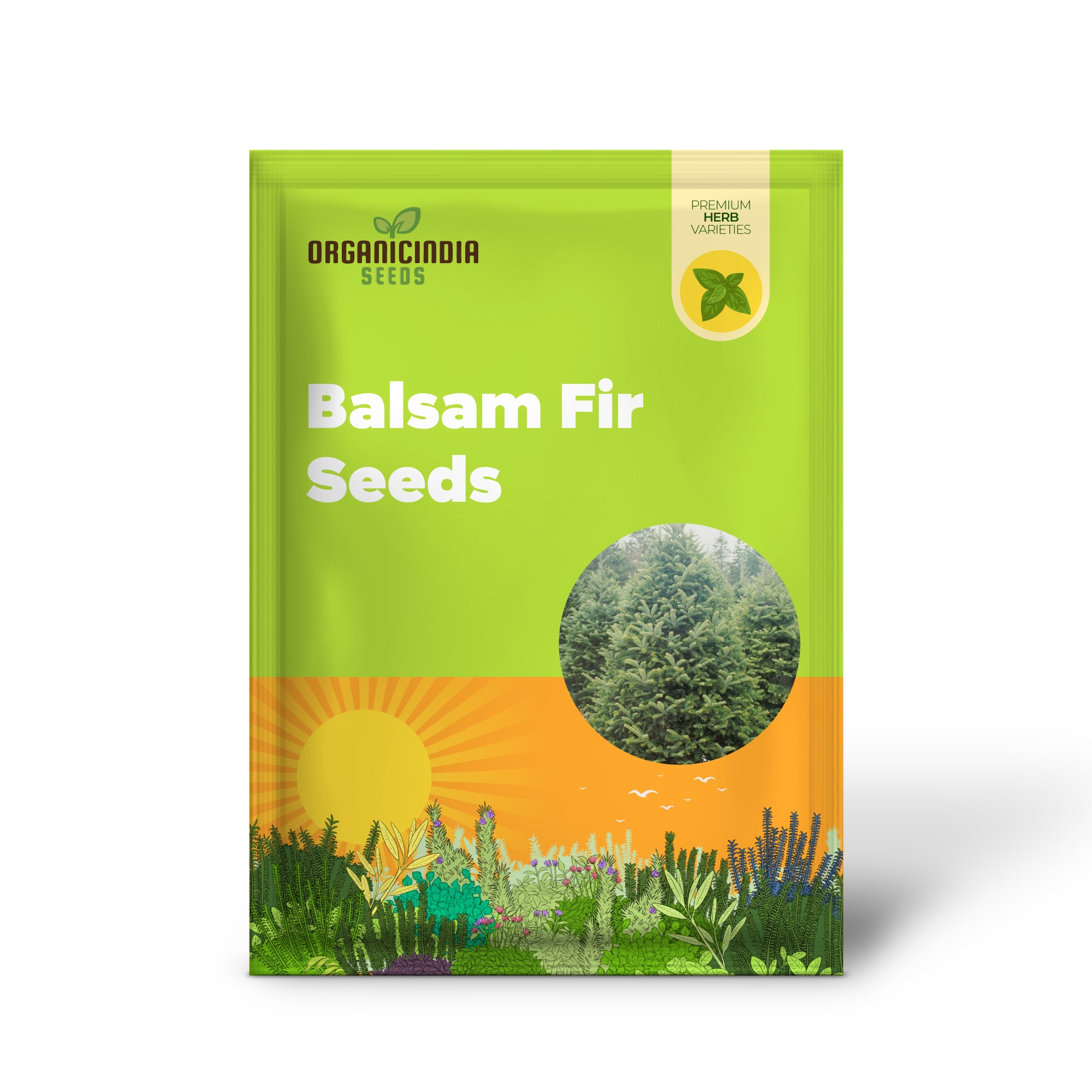 Balsam-Tannensamen - Abies Balsamea, immergrüner Nadelbaum mit aromatischem Laub und attraktiver Form, geringer Pflegeaufwand für Gärten und Parks - 30 Stück