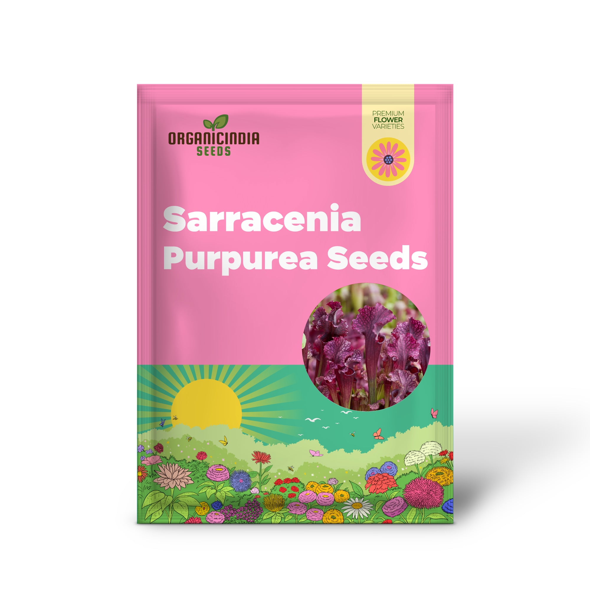 Graines de Sarracenia Purpurea - Plante pourpre, feuilles uniques en forme de pichet, attire les pollinisateurs, prospère dans les zones humides pauvres en nutriments, jardin extérieur - 25 pièces