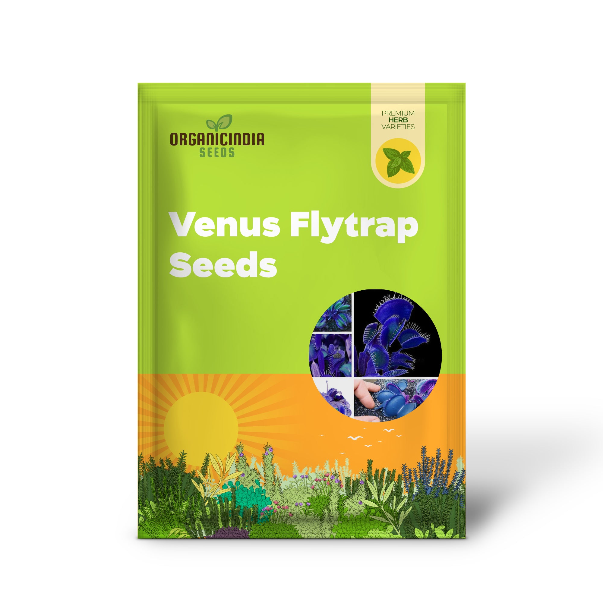 Blue Venus Flytrap Seeds  Dionaea Muscipula Heat Tolerant, GMO Free, Potted Outdoor Pond