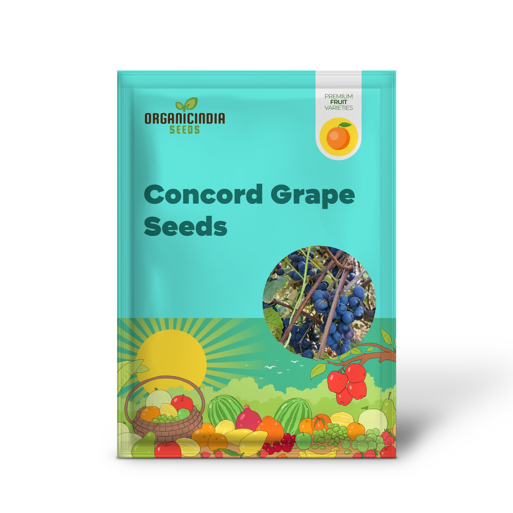 Concord Grape Seeds (Heavy Fruiting Seeds) - 30