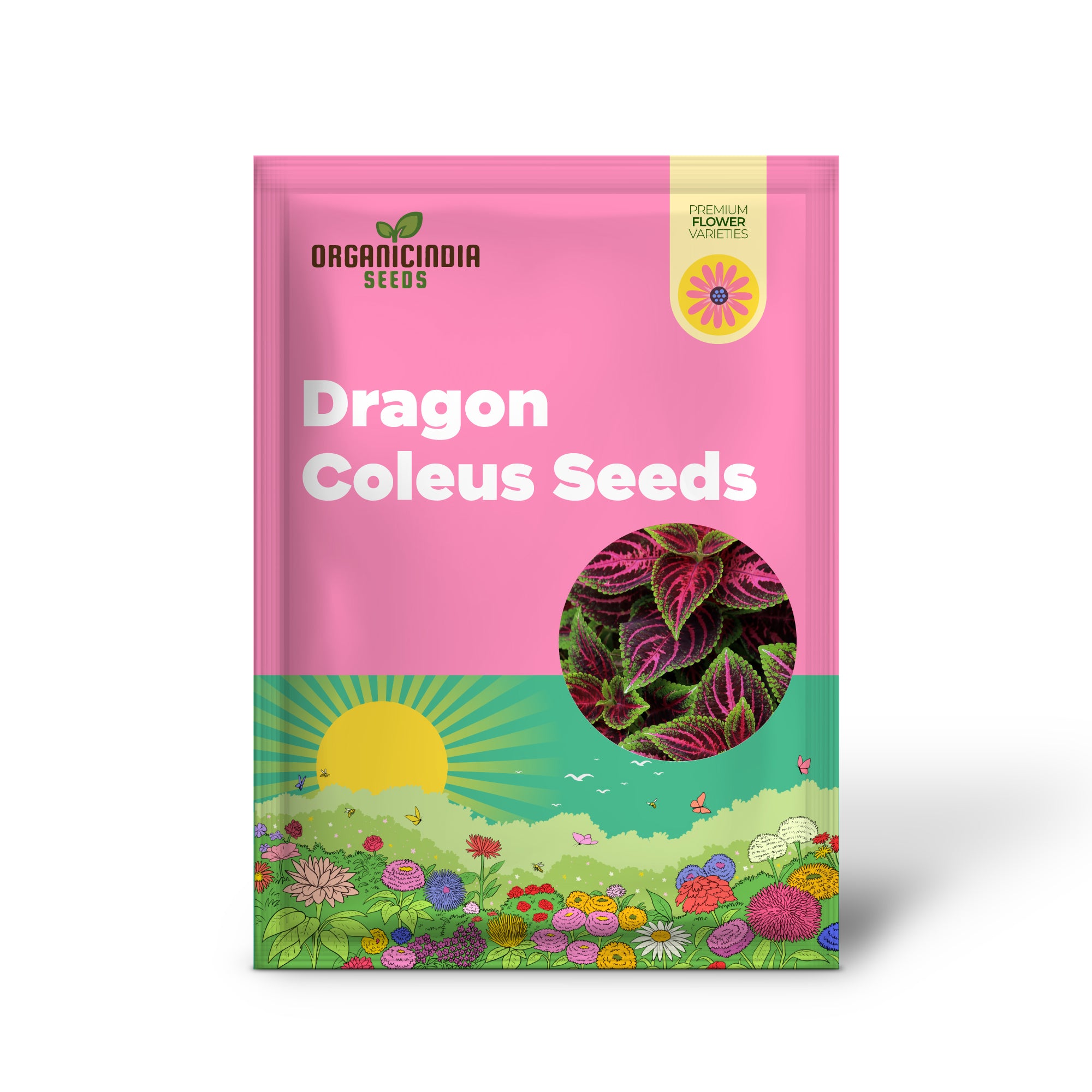 Black Dragon Coleus Samen – Wunderschöne, verzückende Blumensamen für Bonsai und Garten