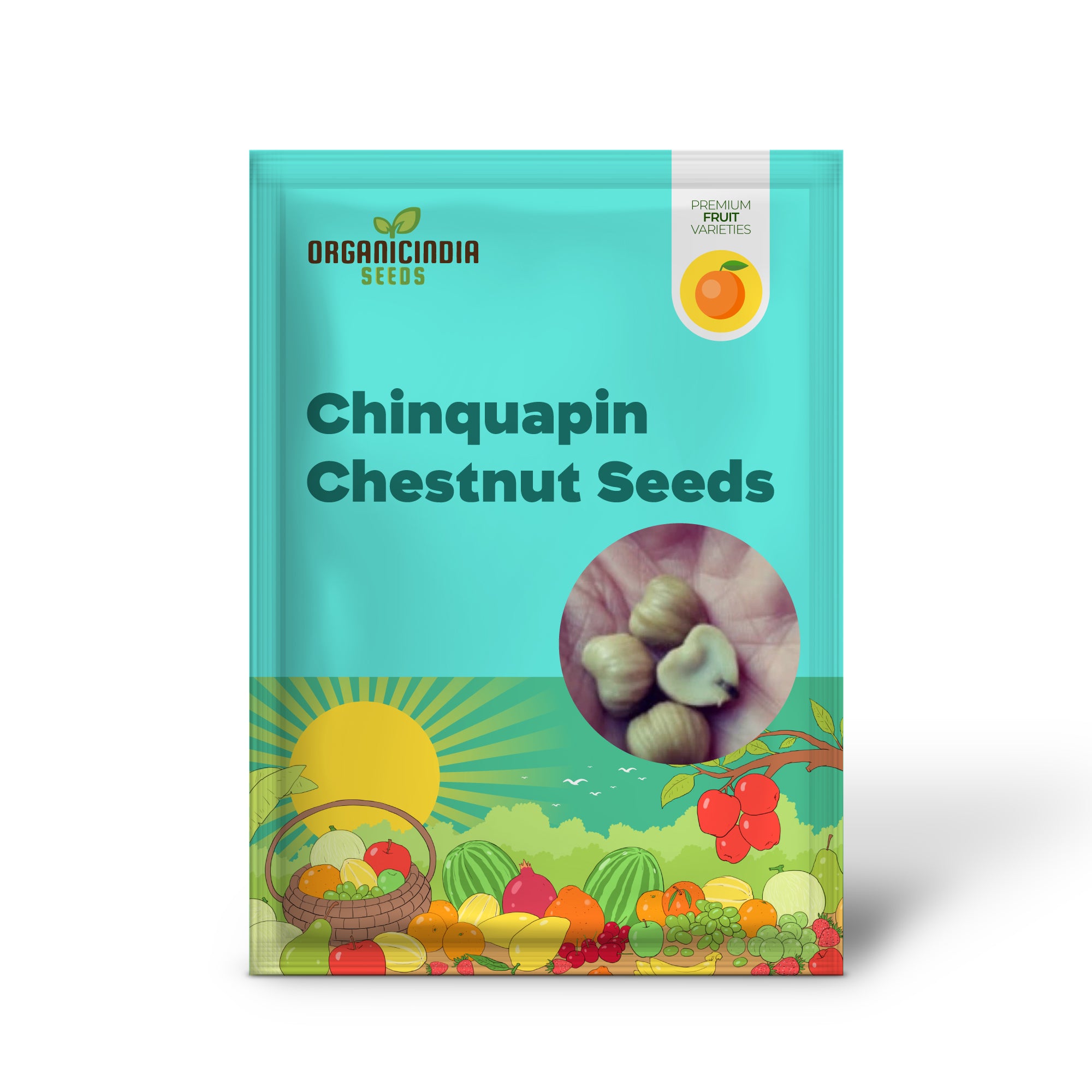 Chinquapin Chestnut Tree (Castanea pumila) – Seeds (Dwarf Chestnut)