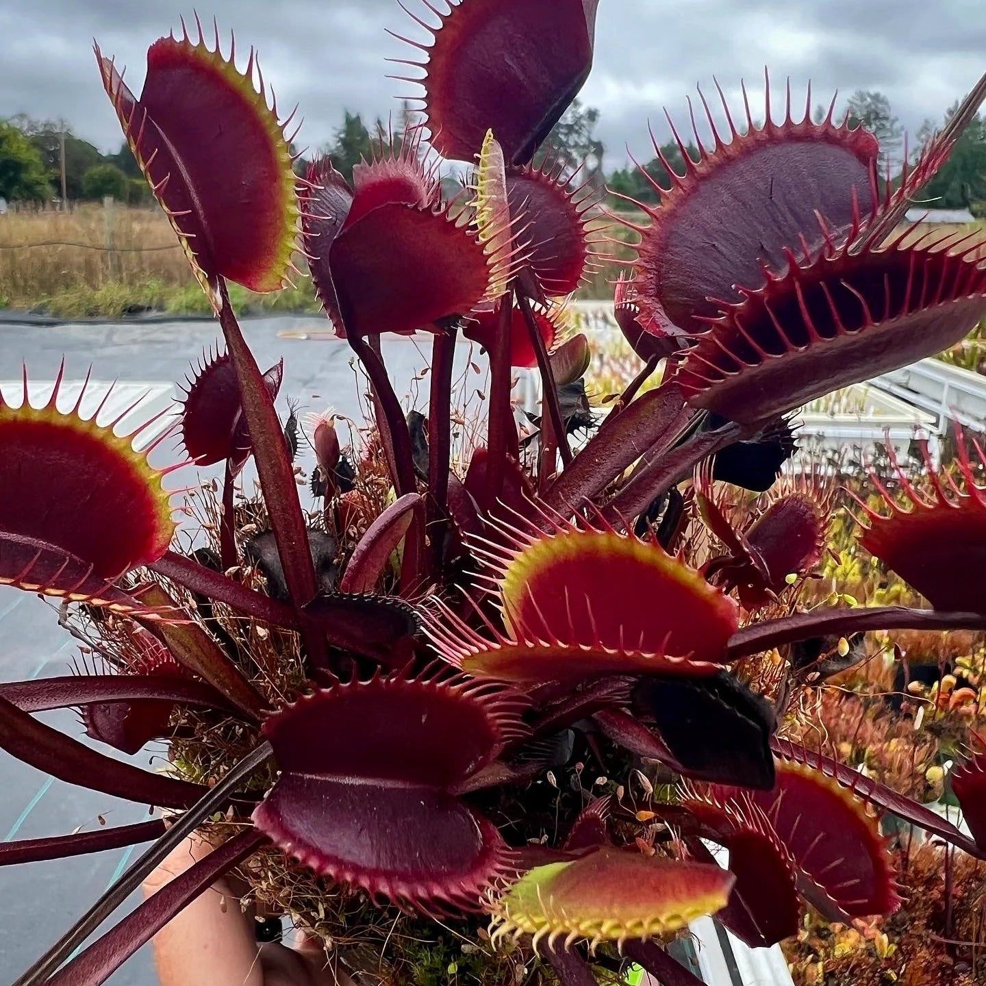 Red Venus Flytrap – Rare Carnivorous Plant | Live Dionaea Muscipula for Home & Garden