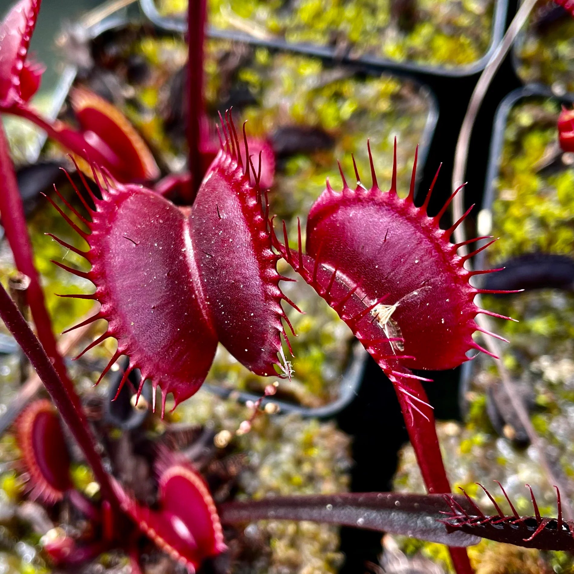 Red Venus Flytrap – Rare Carnivorous Plant | Live Dionaea Muscipula for Home & Garden