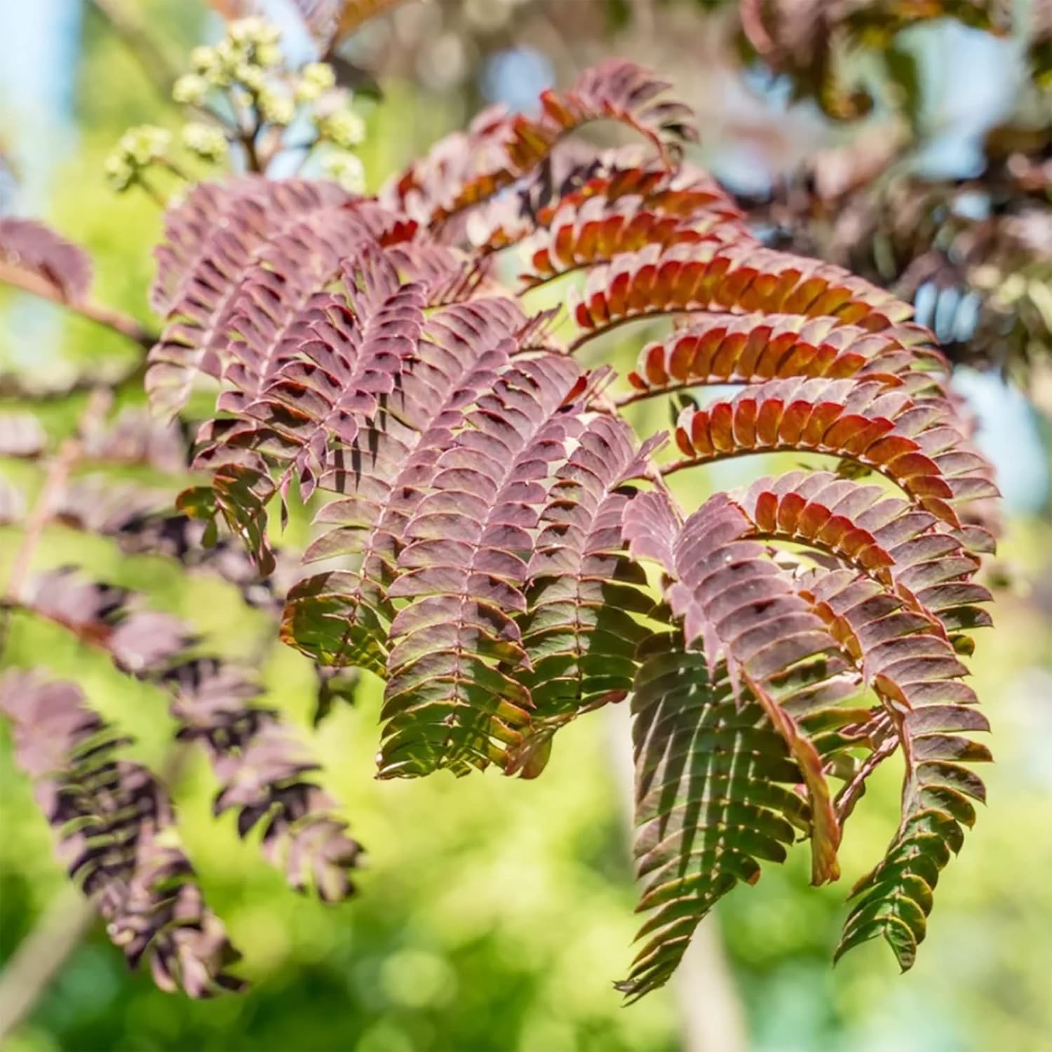 Schokoladen-Mimosensamen – einzigartiges Laub, duftende Blüten, hitze- und trockenheitsresistent, pflegeleichter Zierwert für Gärten – 50 Stück