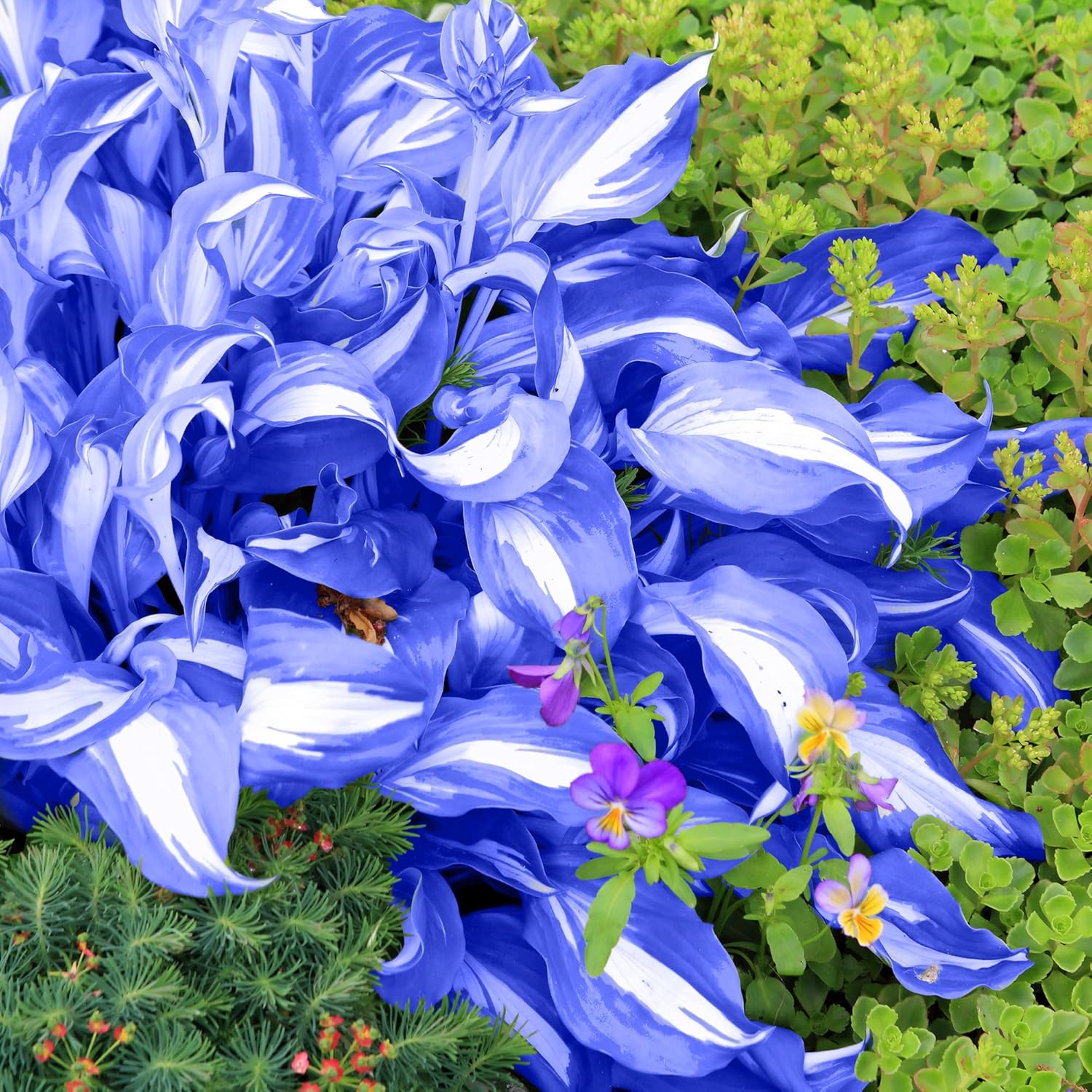 1000 Graines Hosta Vivaces Mélangées - Plantes D'ombre Résistantes Au Froid (-15°C), Attirant Abeilles Et Papillons - 11